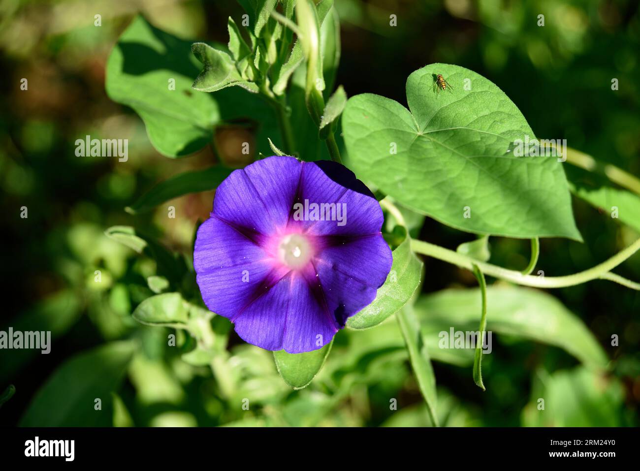 A morning glory vine and flower (Ipomoea nil) grow in a backyard garden in Abingdon, Virginia. Stock Photo