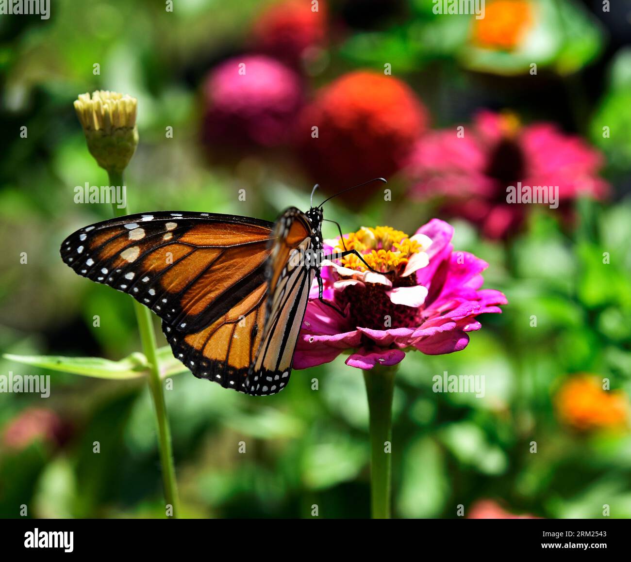 A monarch butterfly (Danaus plexippus) feeds on a zinnia flower in ...