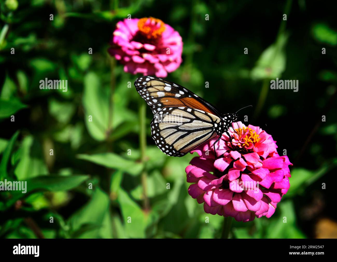 Monarch butterfly on zinnia flower hi-res stock photography and images ...