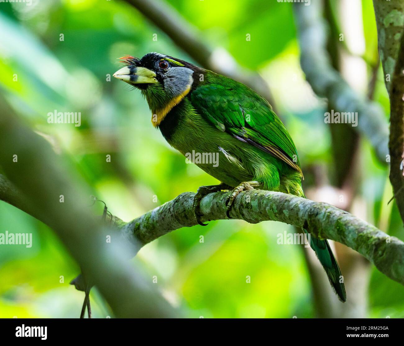 A Fire-tufted Barbet (Psilopogon pyrolophus) perched on a branch. Sumatra, Indonesia. Stock Photo