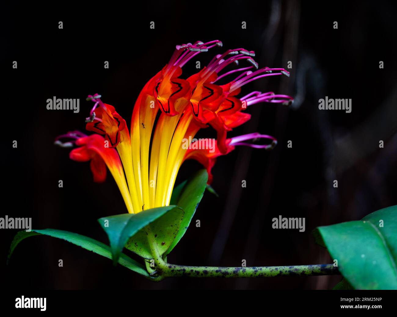 Colorful flowers of Lipstick Plant (Aeschynanthus speciosus) in its native habitat. Sumatra, Indonesia. Stock Photo