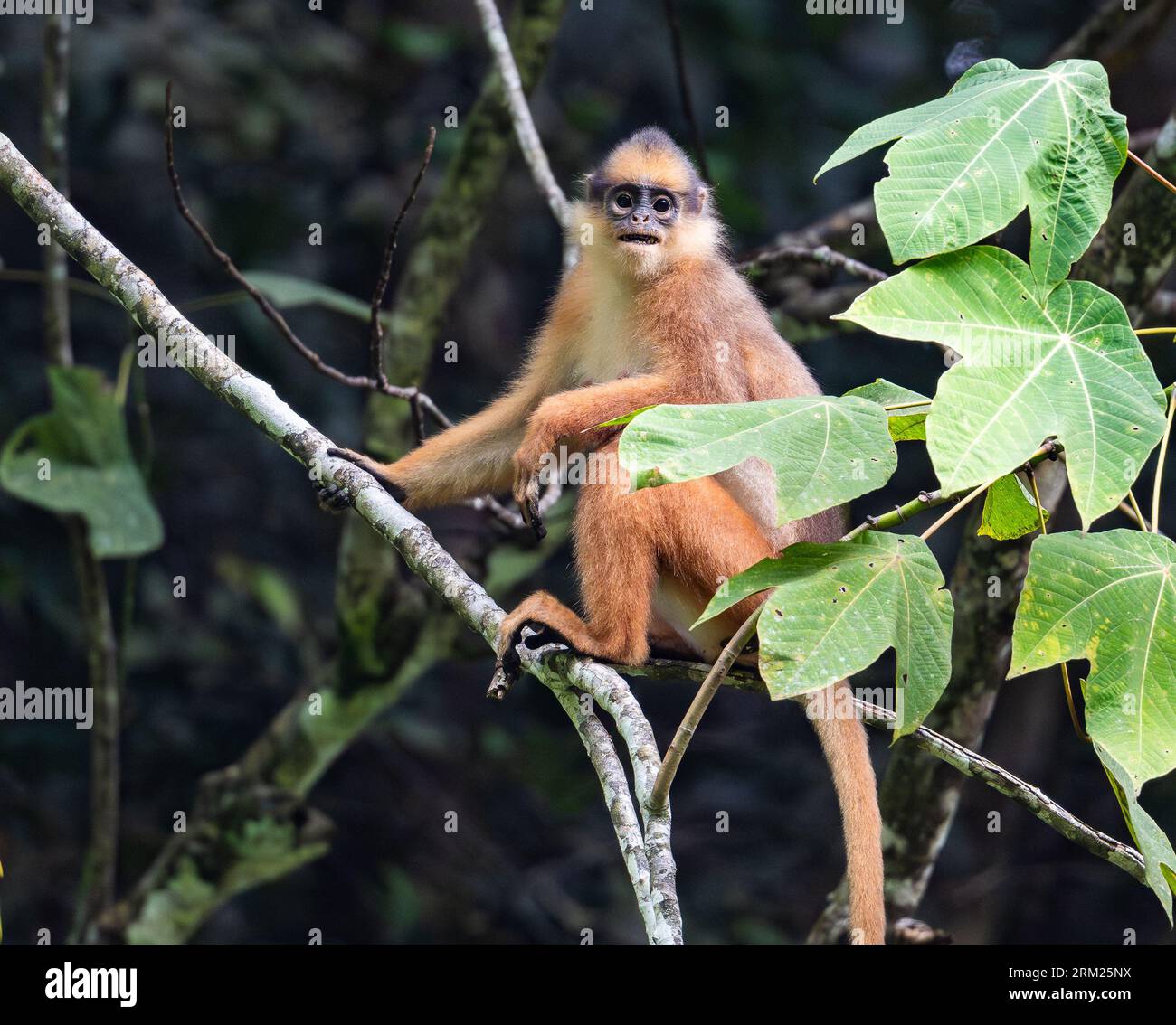 An endangered Mitered Langur (Presbytis mitrata) sitting on a tree in forest. Sumatra, Indonesia. Stock Photo
