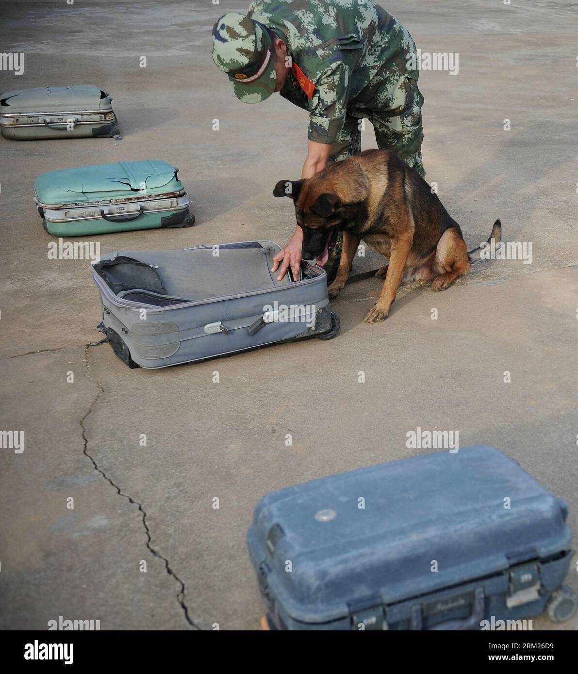 Bildnummer: 59712225  Datum: 26.05.2013  Copyright: imago/Xinhua RUILI, May 26, 2013 - Lan Wu, a sniff dog handler, trains sniff dog Jiang Hao at Jiangqiao police dog training base in Ruili City of Dehong Dai-Jingpo Autonomous Prefecture, southwest China s Yunnan Province, May 26, 2013. Jiang Hao, a Belgian Malinois, has helped solving 68 drug cases since it came to the base in 2008. Jiangqiao police dog training base, which is under the administration of the local border frontier corps, has helped solving more than 400 cases since it was founded in 2003. (Xinhua/Qin Lang)(wjq) CHINA-YUNNAN-RU Stock Photo