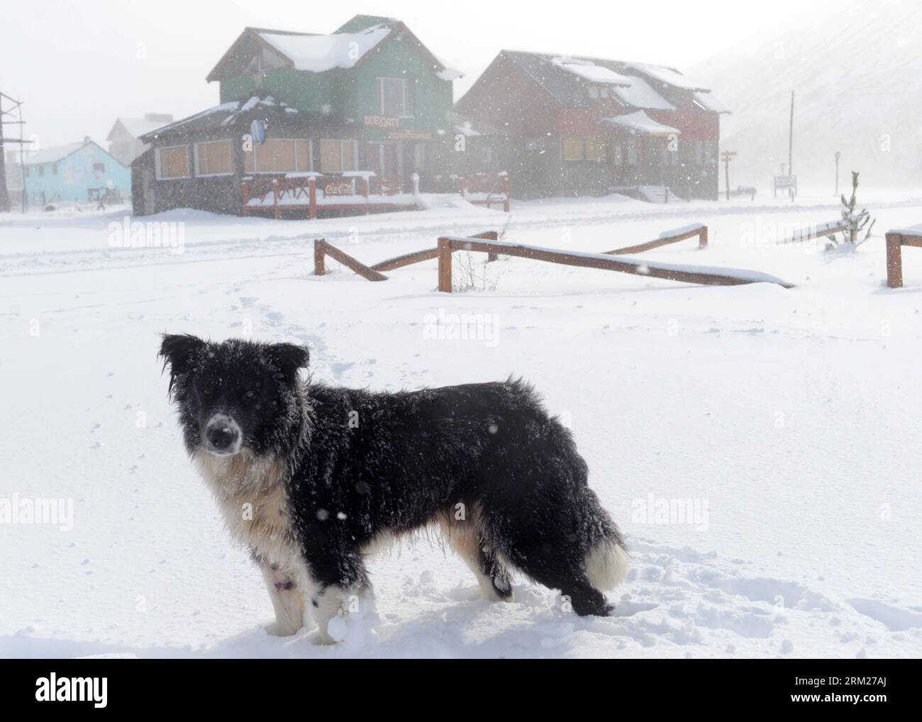 Bildnummer: 59723015  Datum: 28.05.2013  Copyright: imago/Xinhua (130529) -- NEUQUEN, May 28, 2013 (Xinhua) -- A dog is seen on snow in the rural area of Caviahue, close to Copahue volcano, which is on maximum alert of possible eruption, at the border locality of Caviahue-Copahue, in the Neuquen province, Argentina, May 28, 2013. Chilean and Argentine authorities declared red alert on an eventual eruption, and evacuation started on both sides. (Xinhua/Pepe Delloro/TELAM) ARGENTINA-NEUQUEN-ENVIRONMENT-VOLCANO PUBLICATIONxNOTxINxCHN xcb x0x 2013 quer     59723015 Date 28 05 2013 Copyright Imago Stock Photo