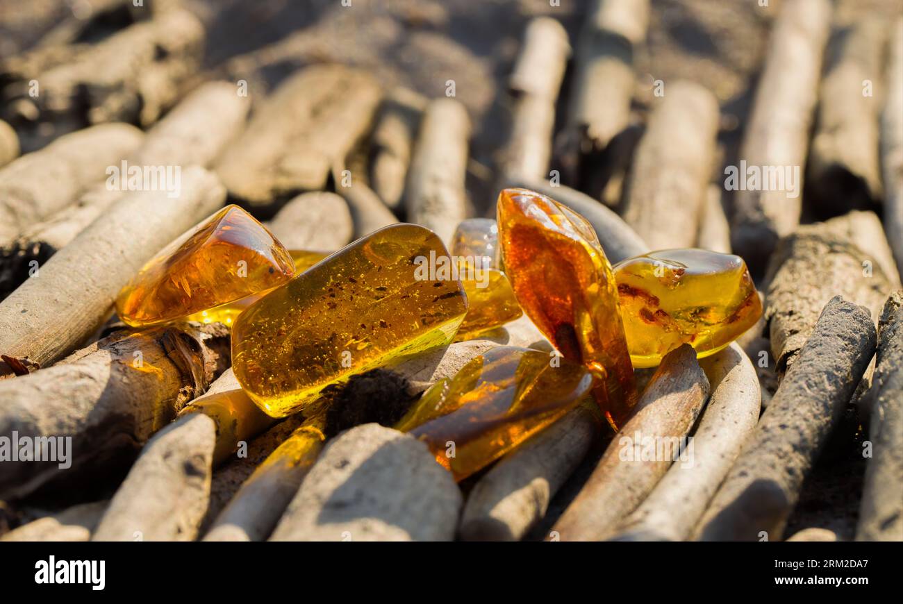 Large nuggets of polished Baltic amber on dry branches washed up by the sea. Beach on the Baltic Sea in Kolobrzeg, Poland. Stock Photo