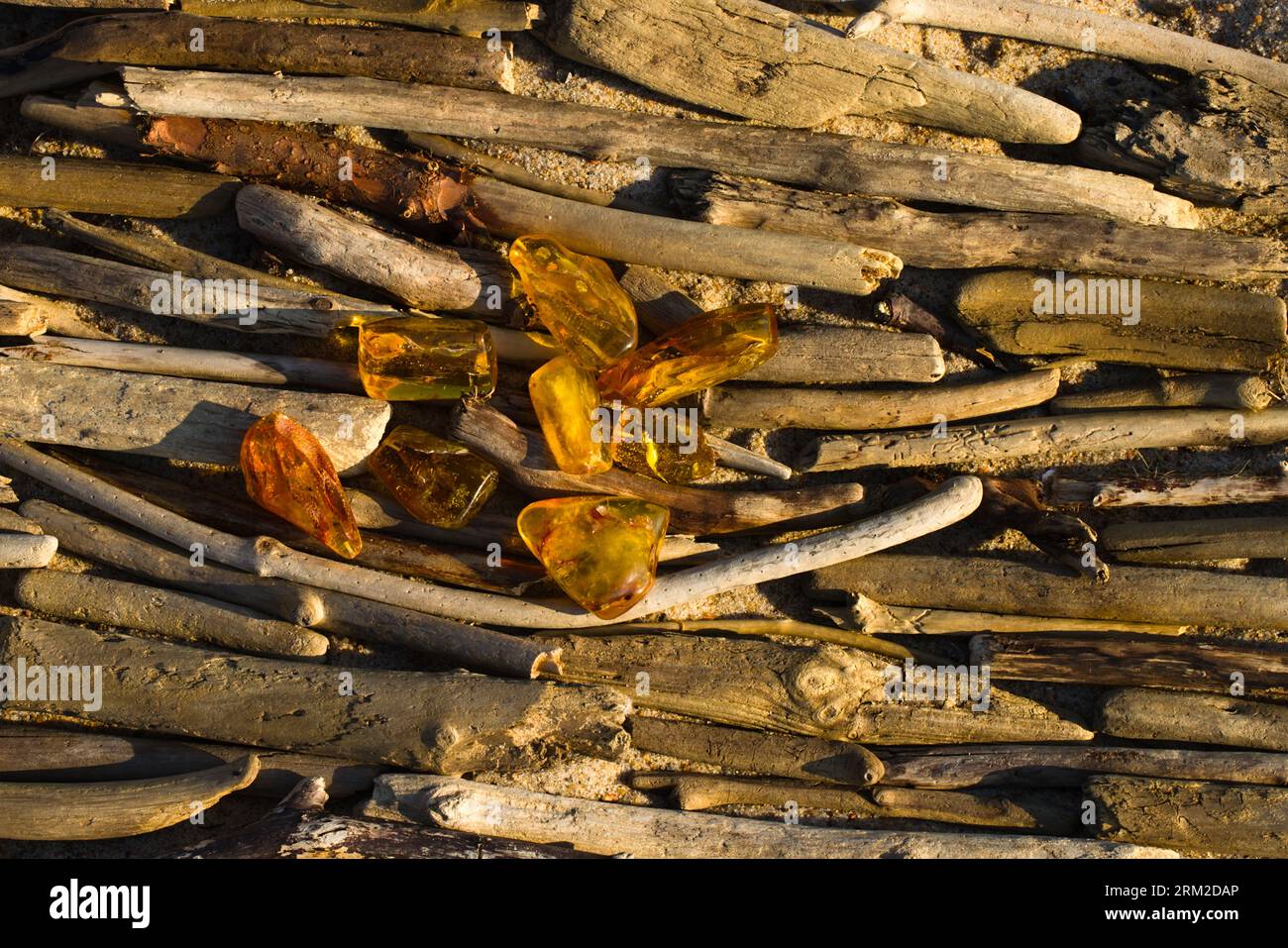 Large nuggets of polished Baltic amber on dry branches washed up by the sea. Beach on the Baltic Sea in Kolobrzeg, Poland. Stock Photo