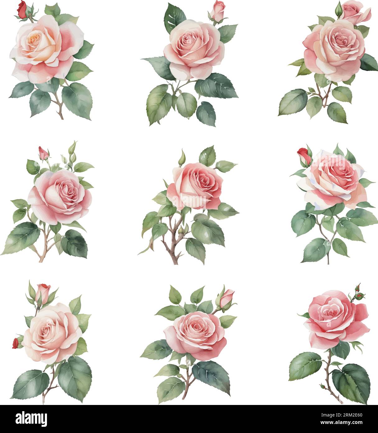 Set of watercolor roses isolated on white background. Vector ...