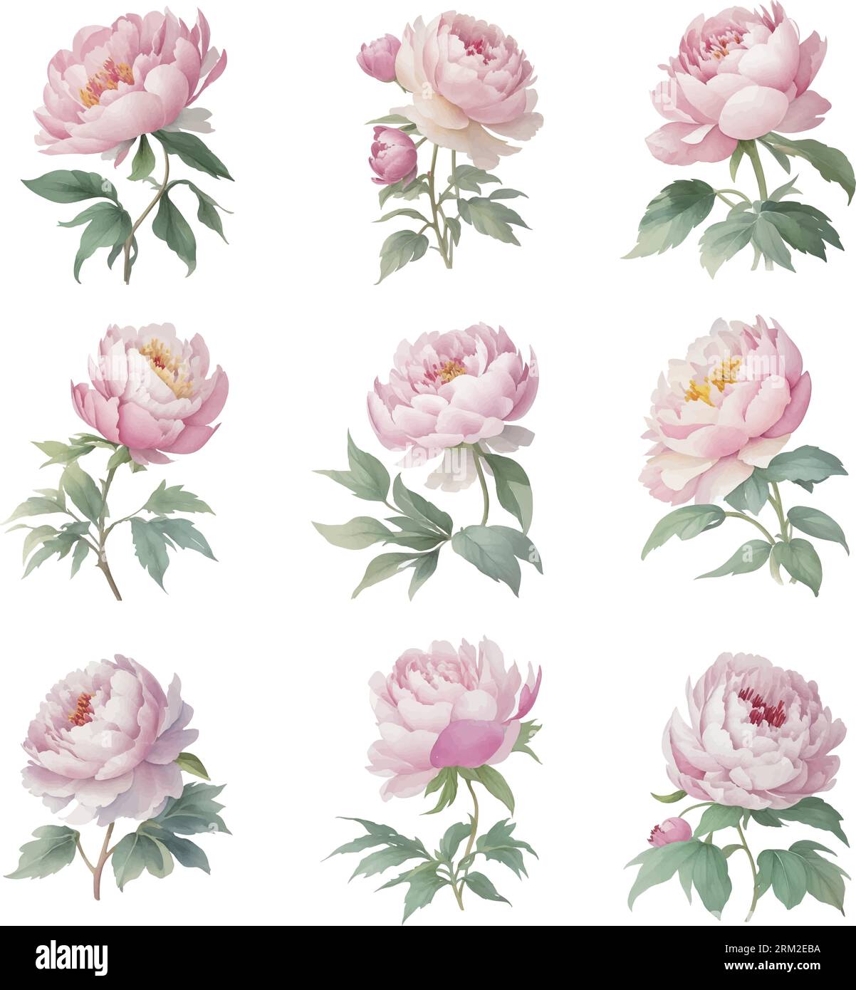 Set of common peony flowers, isolated on white background. Vector ...