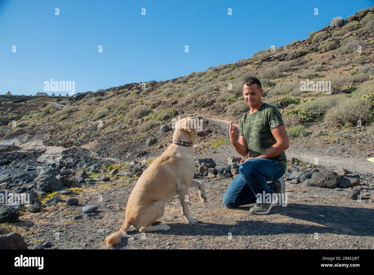 Labrador dog raises its paw obediently to the commands of its canine trainer Stock Photo