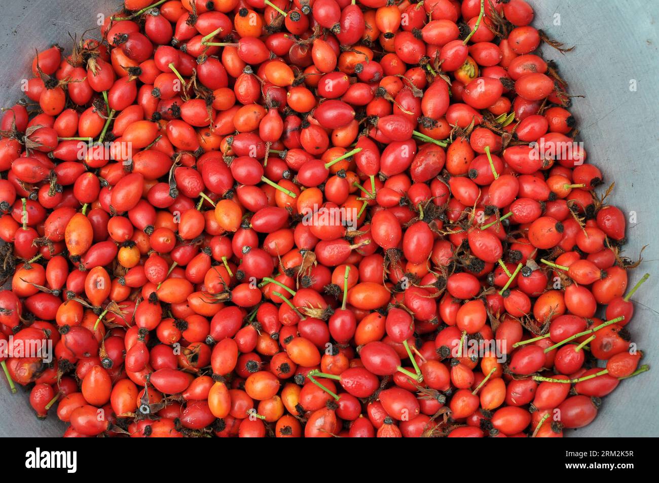 Harvested ripe fruits rose hips, intended for further processing Stock Photo