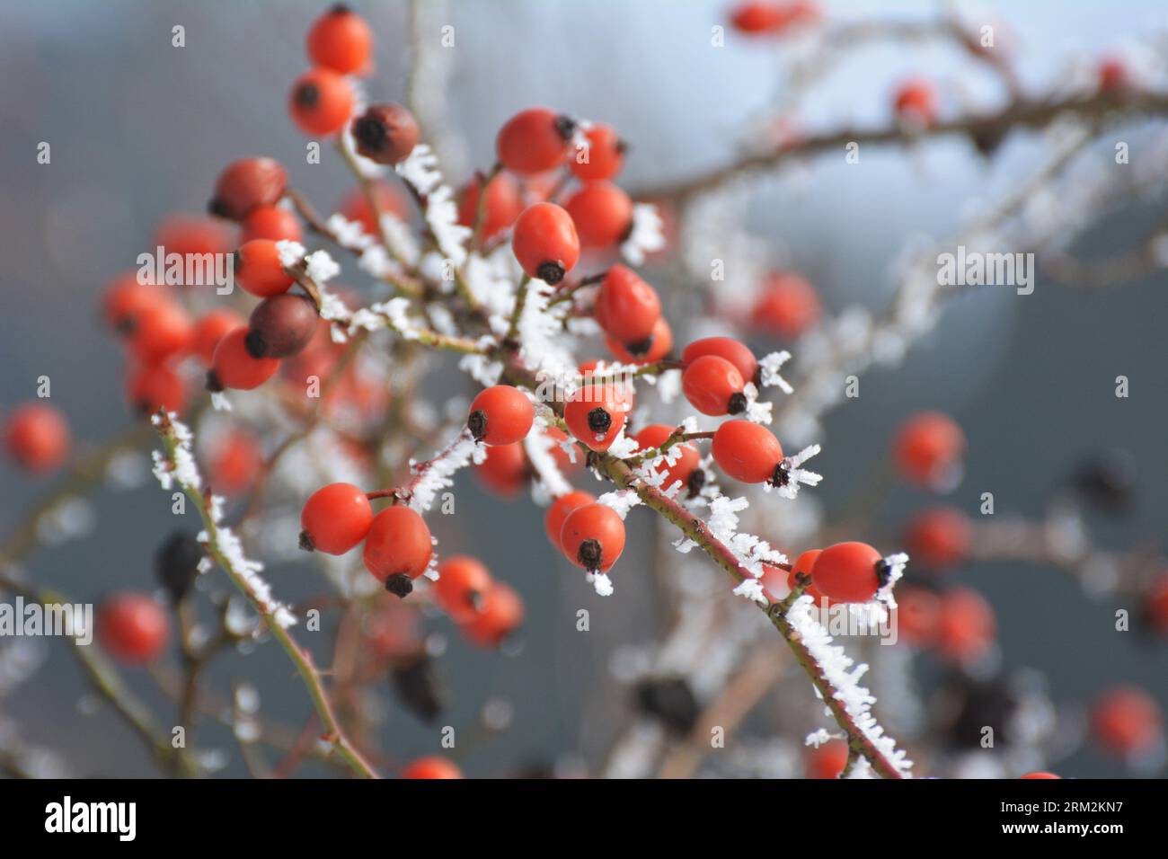 In winter, red berries hang on the branch of a dog rose bush Stock Photo