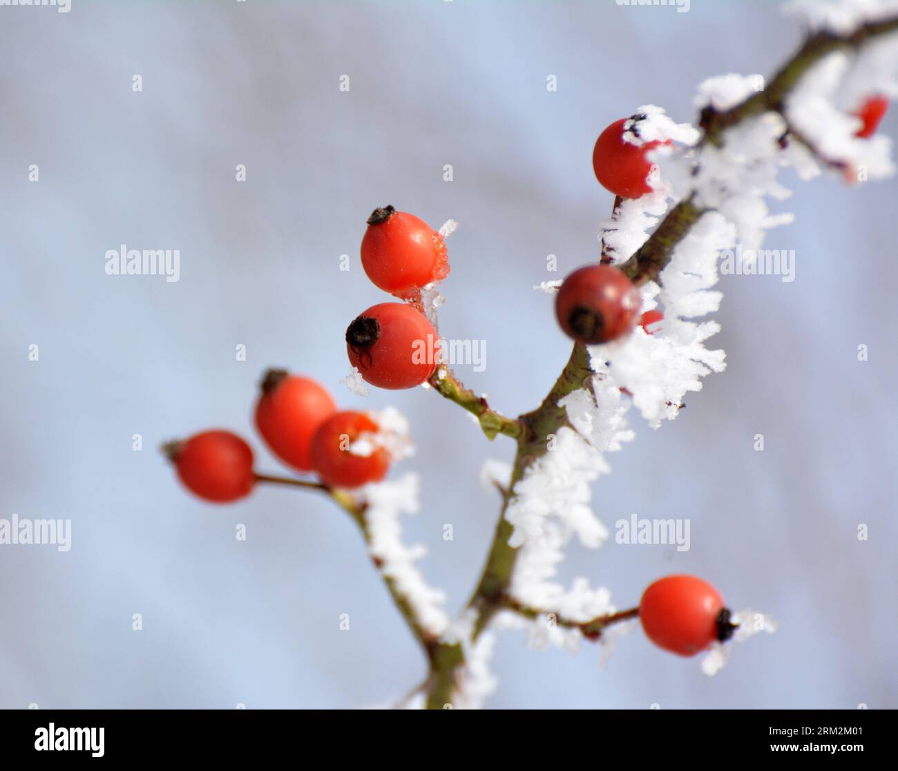 In winter, red berries hang on the branch of a dog rose bush Stock Photo