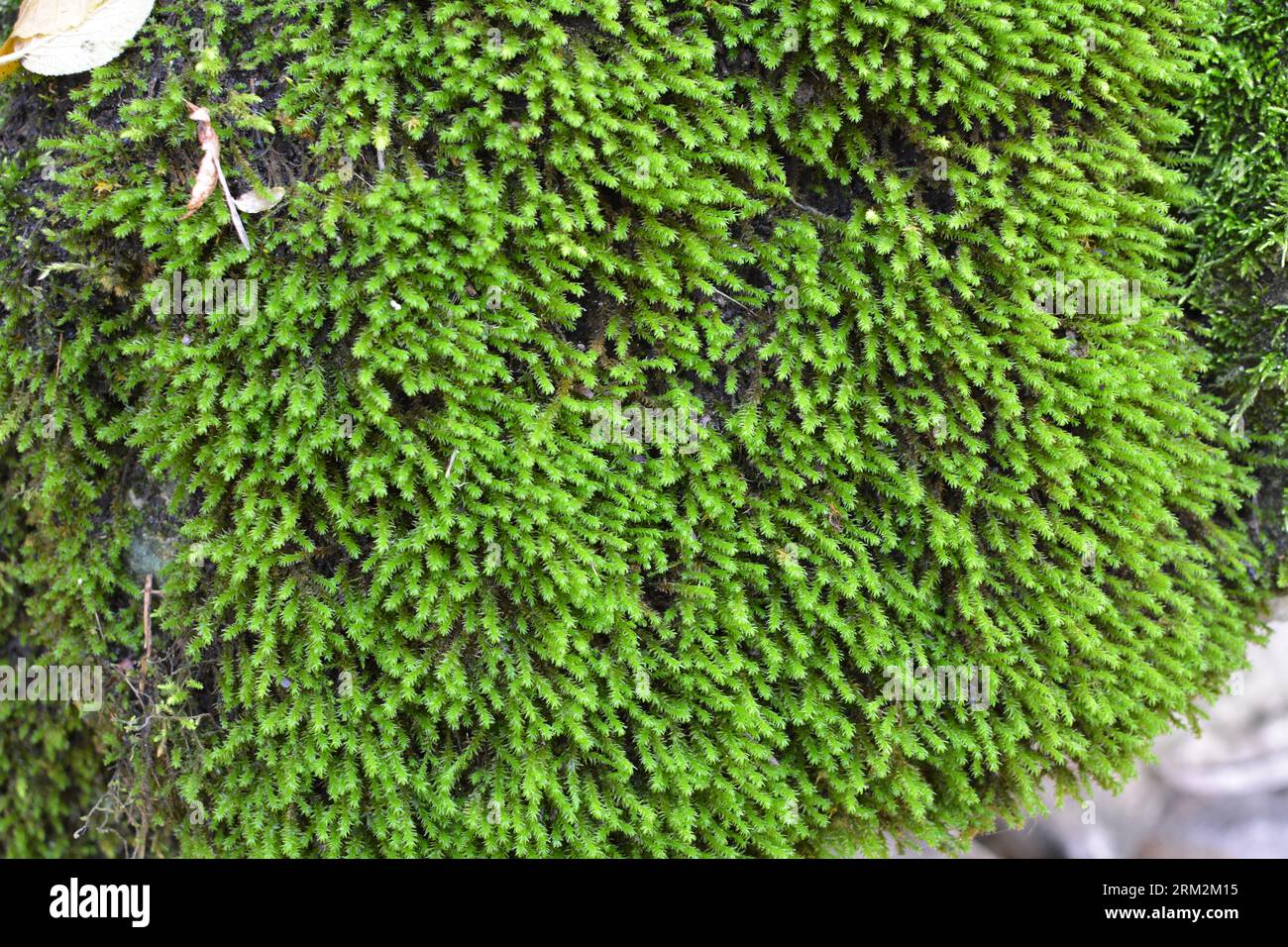 In the forest in the wild on the stone grows moss Anomodon Stock Photo