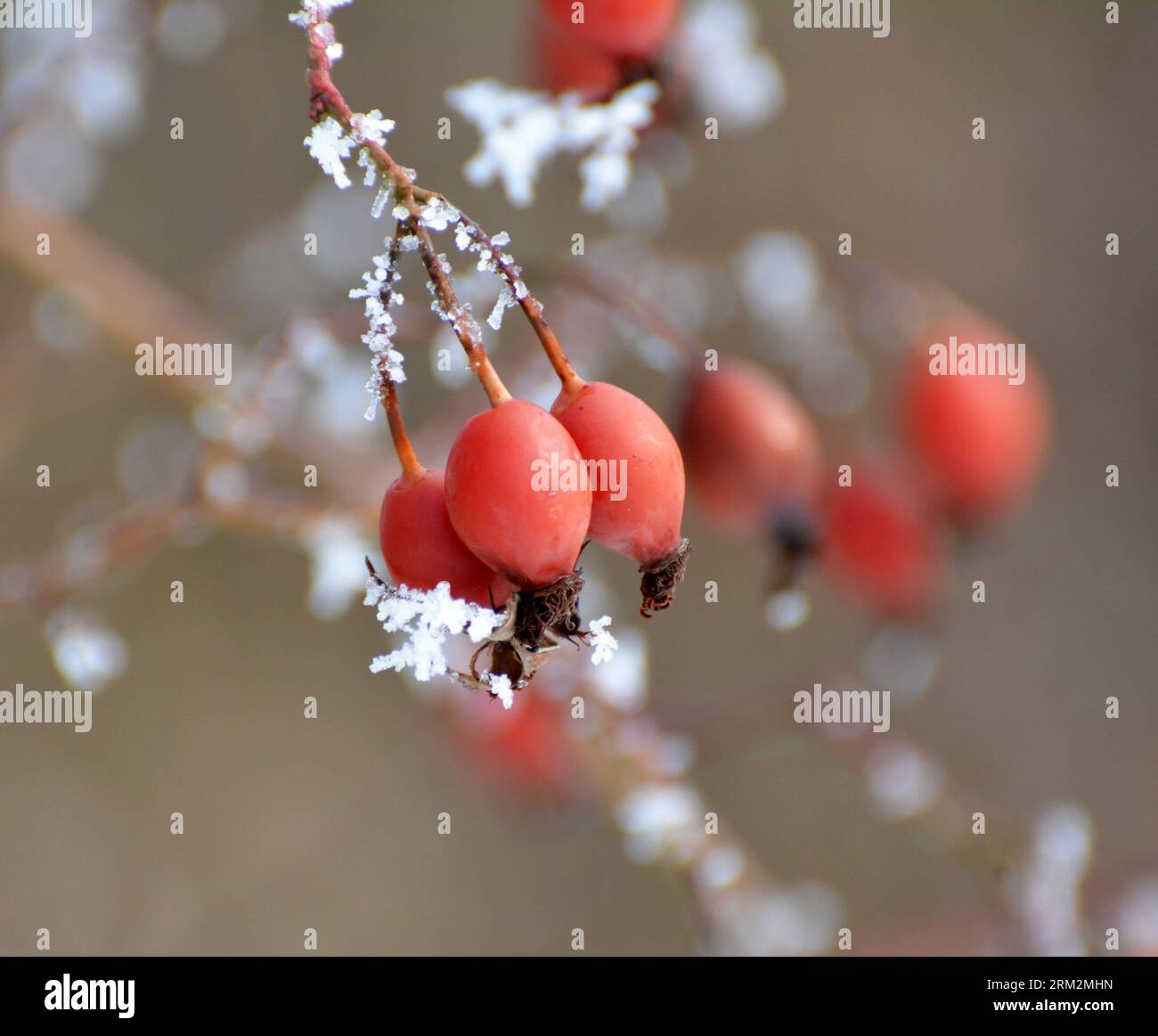 In winter, red berries hang on the branch of a dog rose bush Stock Photo