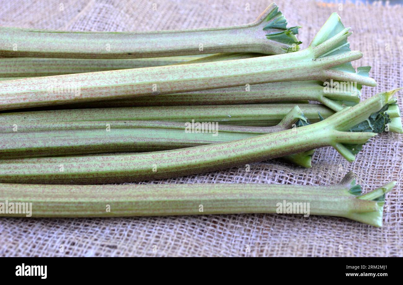 Harvested in the garden crop of rhubarb stalks Stock Photo