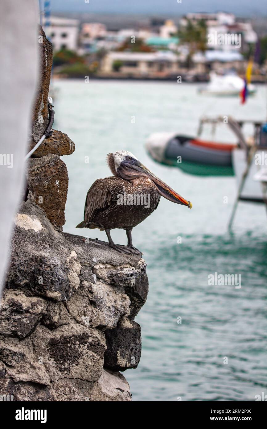 Coast in Puerto Ayora on Santa Cruz island of Galapagos islands, Ecuador, South America Stock Photo