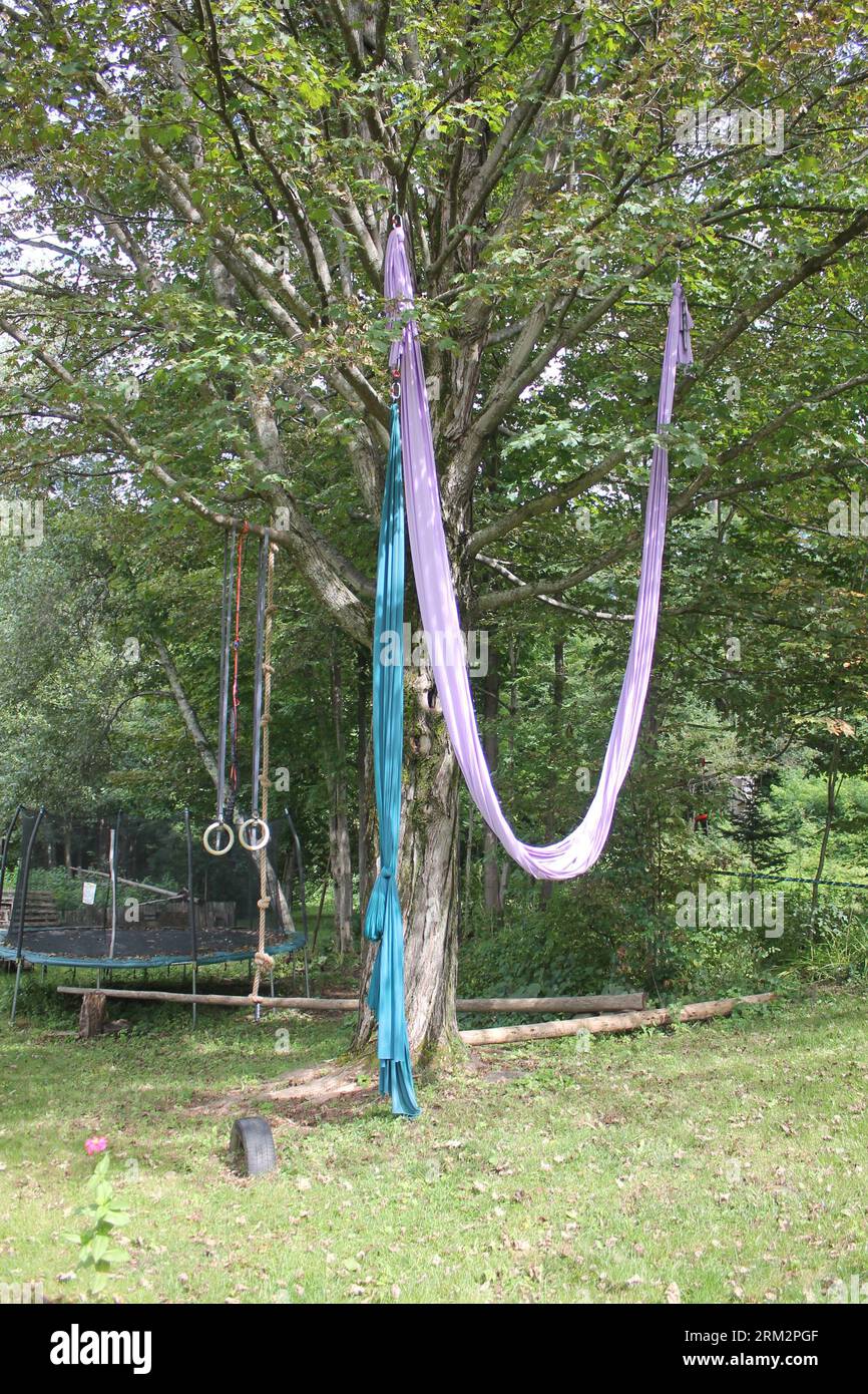 Backyard gym with climbing tree, silks, and rings Stock Photo Alamy