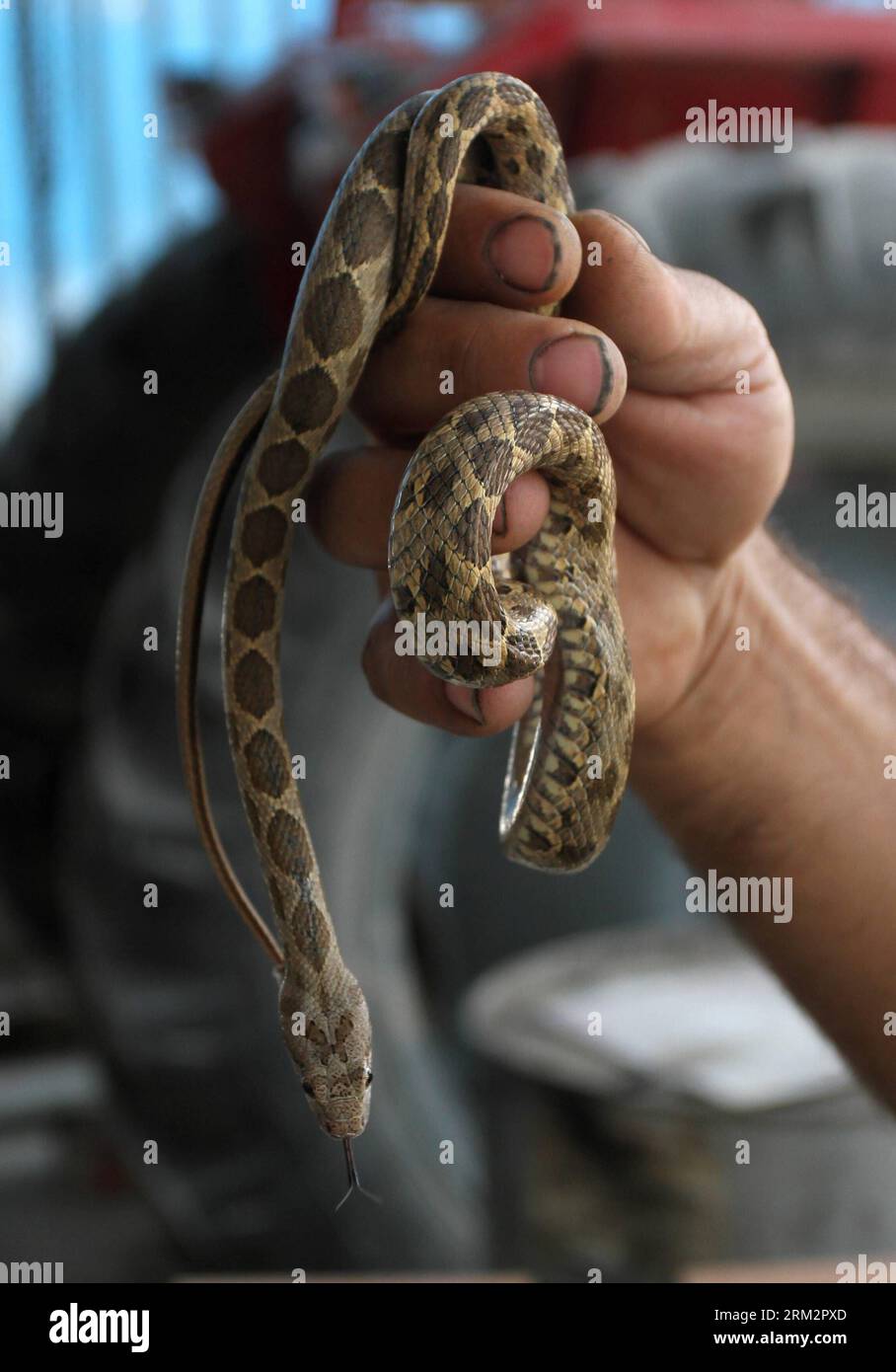 Egret bird or intermediate egret closeup portrait. Snake to Israel and  Palestinian viper Stock Photo - Alamy