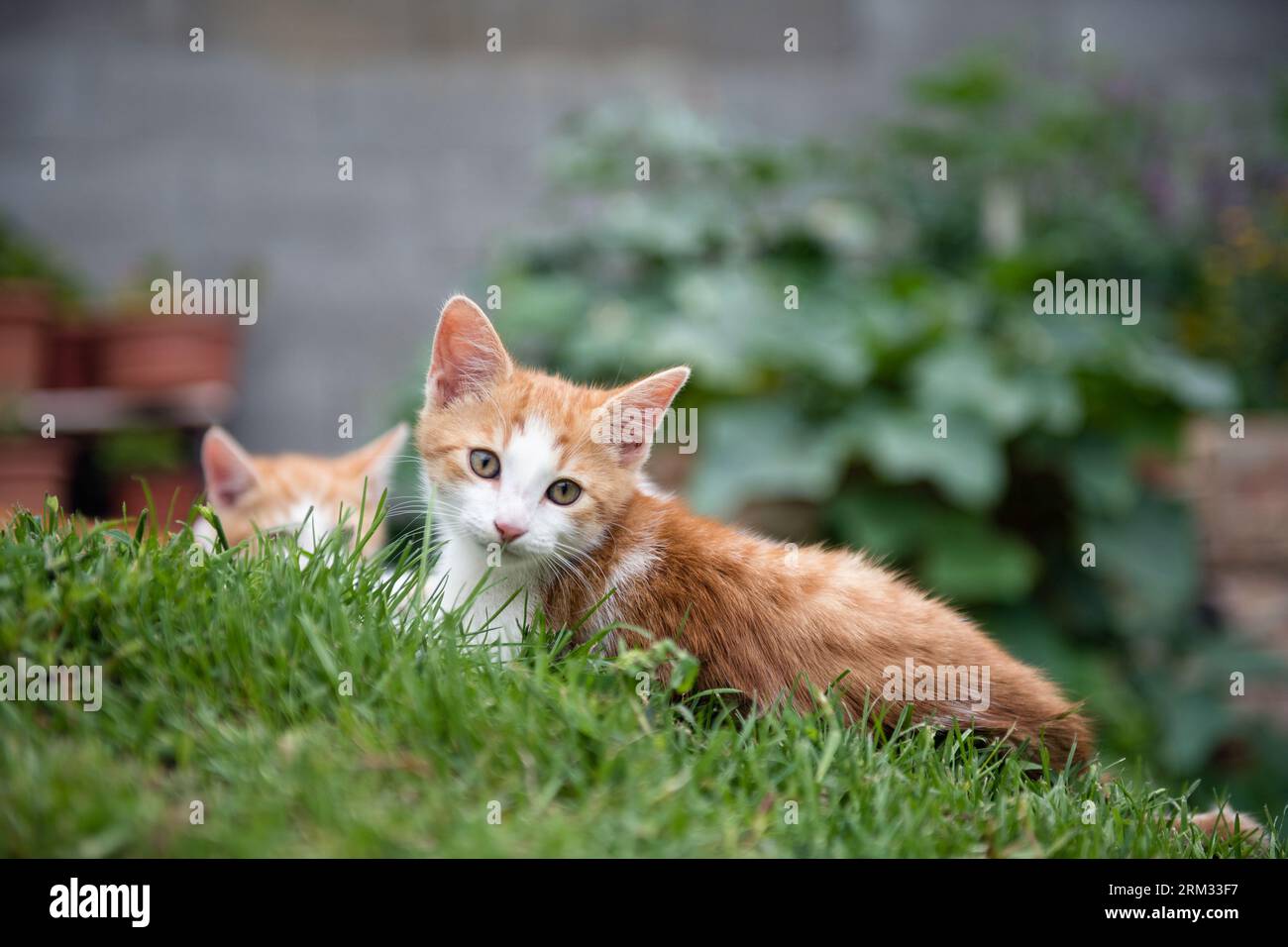 Cute kittens lying on green grass in the garden Stock Photo - Alamy