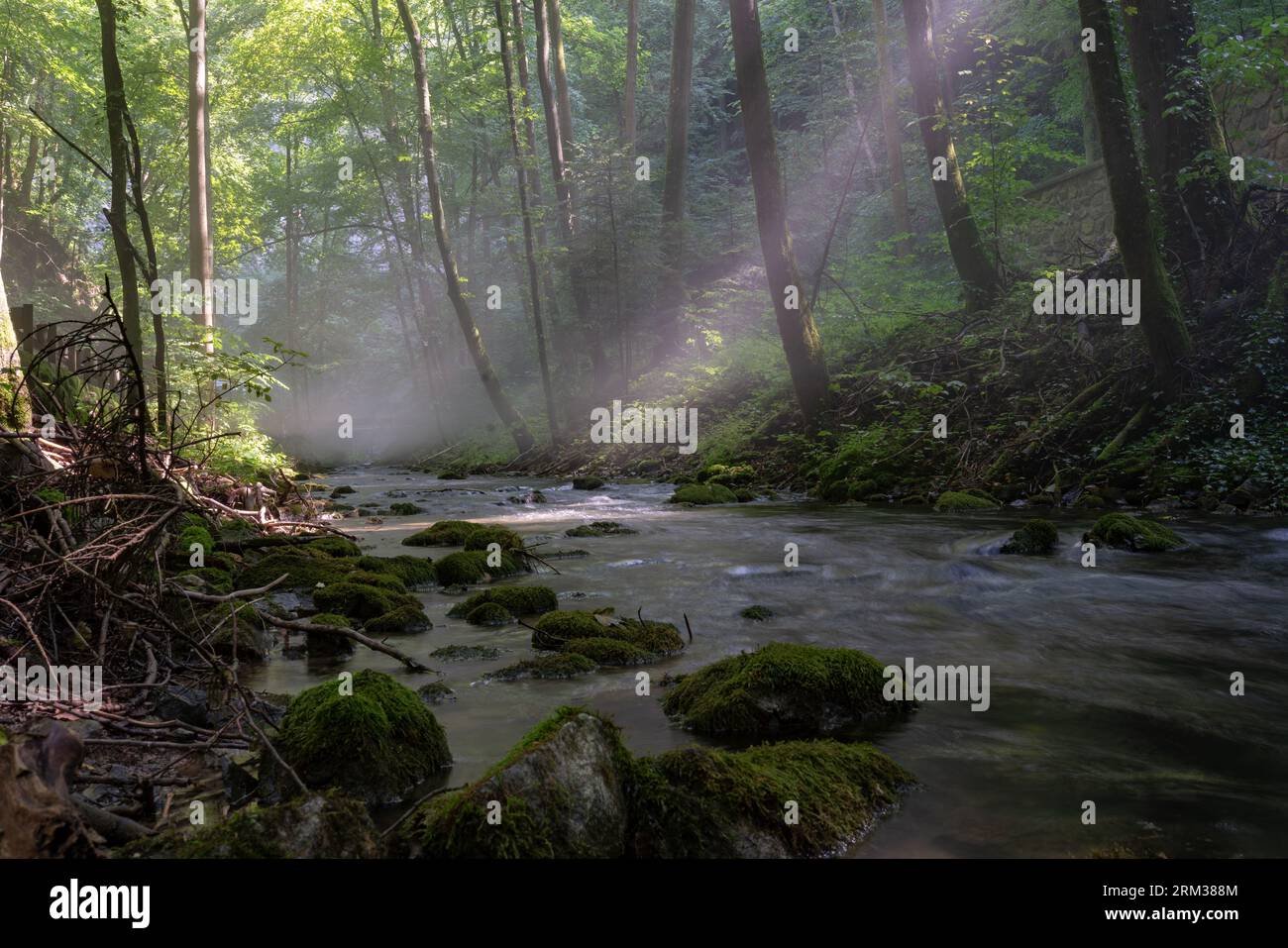 Wide angle shot of forested Punkva river valley in Moravian karst shortly after its karst spring. Mist condensates above cold water stream. Stock Photo