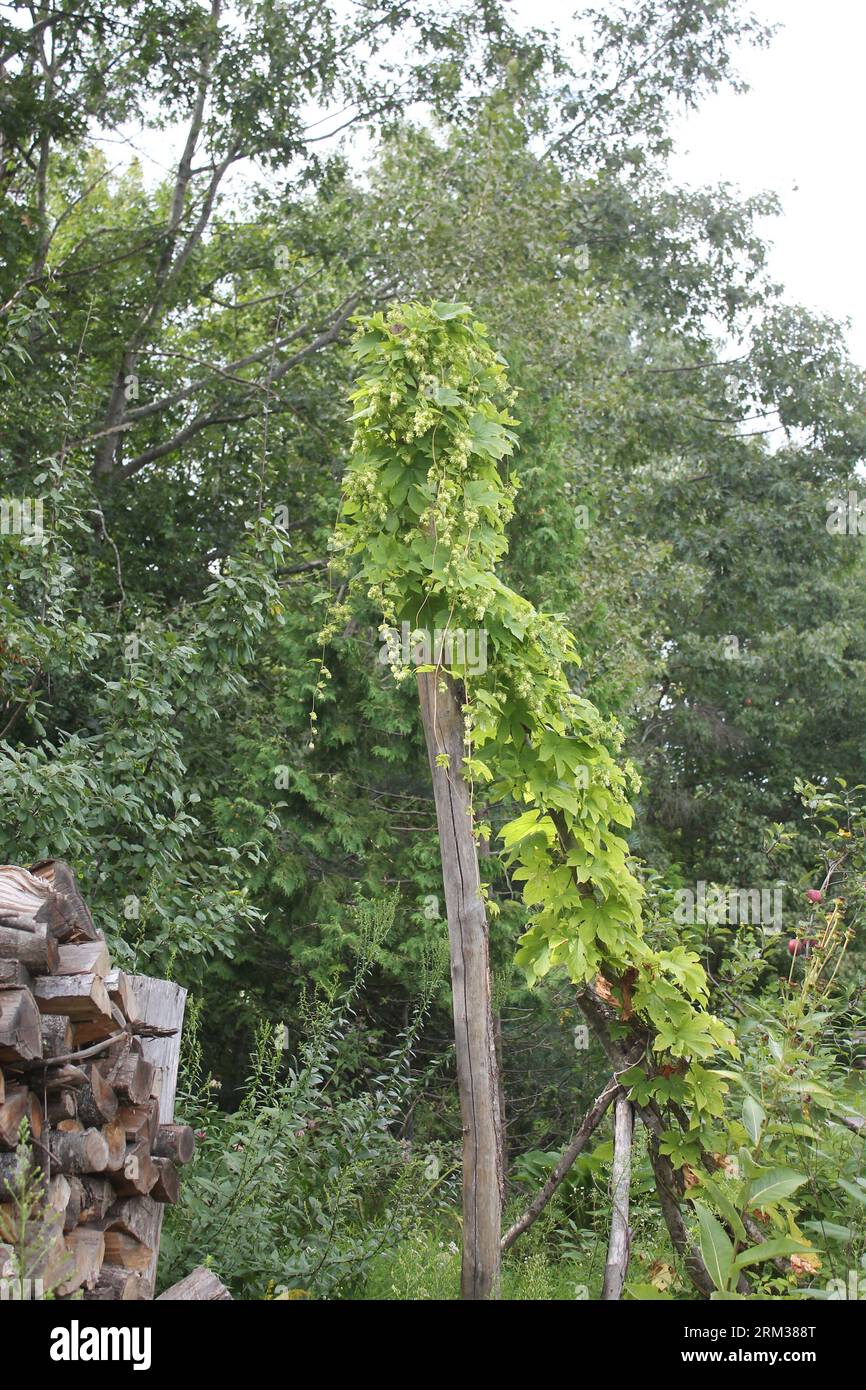 Growing of hops hires stock photography and images Alamy