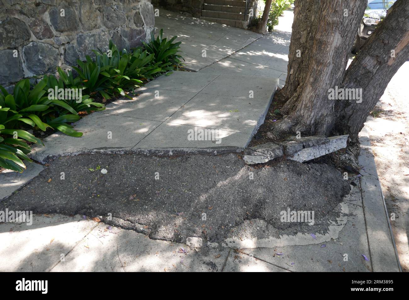 Los Angeles, California, USA 22nd August 2023 Cracked uneven Sidewalk