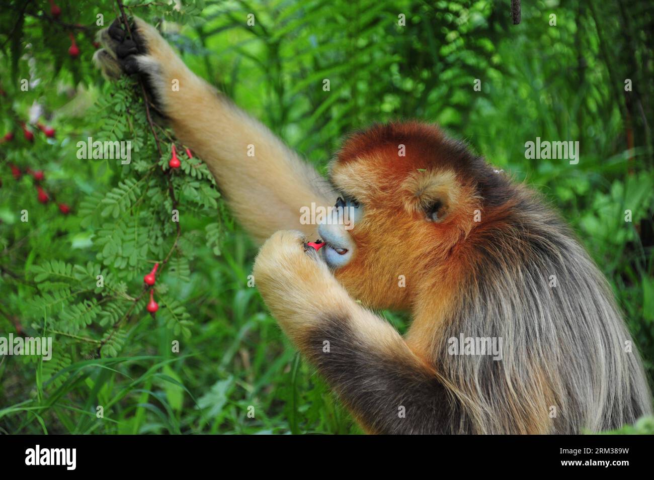 Bildnummer: 60099269  Datum: 10.07.2013  Copyright: imago/Xinhua (130710) -- SHENNONGJIA, July 10, 2012 (Xinhua) -- A wild golden monkey is seen at the Shennongjia Nature Reserve, central China s Hubei Province, July 10, 2013. The Shennongjia Nature Reserve is home to the rare golden monkeys, which is on the verge of extinction and was first spotted in Shennongjia in the 1960s. Currently, more than 1,300 golden monkeys live in the reserve. (Xinhua/Du Huaju) (zc) CHINA-HUBEI-SHENNONGJIA-GOLDEN MONKEYS (CN) PUBLICATIONxNOTxINxCHN Natur Tier Goldmeerkatze Meerkatze xbs x0x 2013 quer      60099269 Stock Photo