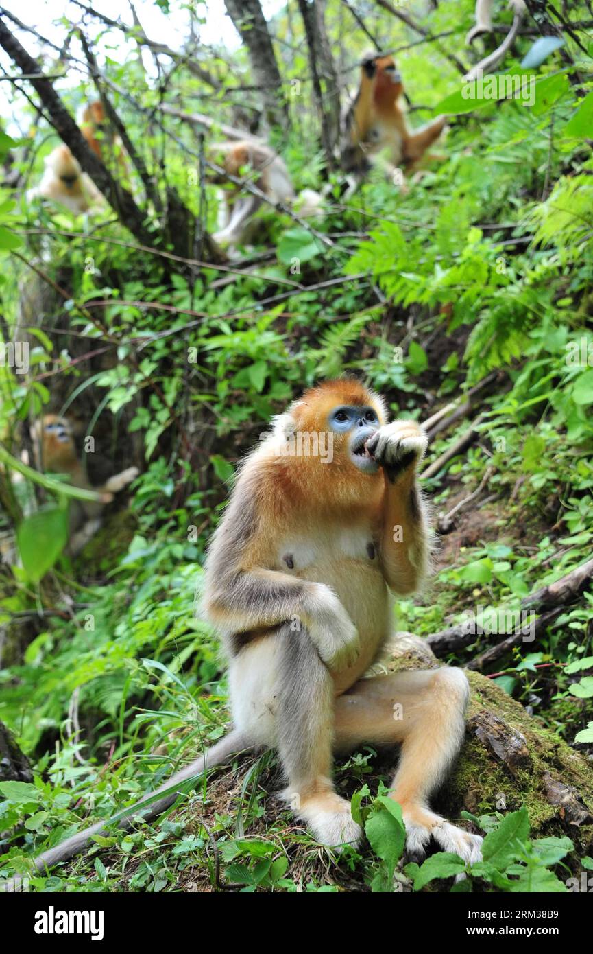 Bildnummer: 60099274  Datum: 10.07.2013  Copyright: imago/Xinhua (130710) -- SHENNONGJIA, July 10, 2012 (Xinhua) -- Wild golden monkeys frolic at the Shennongjia Nature Reserve, central China s Hubei Province, July 10, 2013. The Shennongjia Nature Reserve is home to the rare golden monkeys, which is on the verge of extinction and was first spotted in Shennongjia in the 1960s. Currently, more than 1,300 golden monkeys live in the reserve. (Xinhua/Du Huaju) (zc) CHINA-HUBEI-SHENNONGJIA-GOLDEN MONKEYS (CN) PUBLICATIONxNOTxINxCHN Natur Tier Goldmeerkatze Meerkatze xbs x0x 2013 hoch      60099274 D Stock Photo