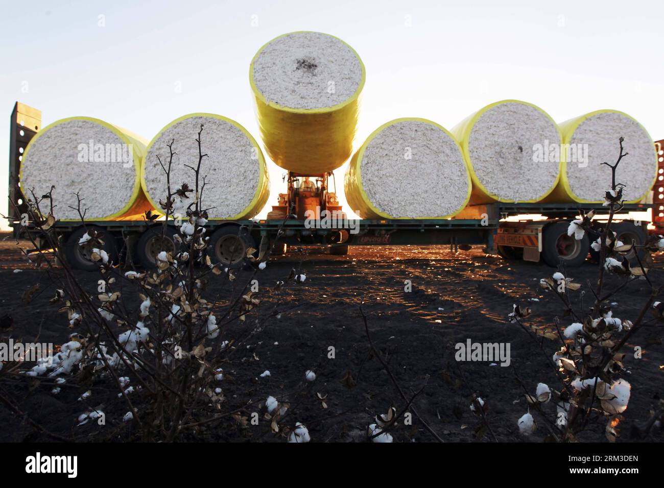 Bildnummer: 60154765  Datum: 17.07.2013  Copyright: imago/Xinhua SYDNEY, July 17 2013 - A roll of cotton is loaded at UNIBALE, a subsidiary of Chinatex Corporation, in Moree, New South Wales, Australia, on July 17, 2013. Chinatex Corporation purchased the cotton base to plant cotton in Moree in early 1990s. The base, covering an area of 5,200 hectares, owns the anual productivity of more than 2,700,000 kg unginned cotton and provides mainly for Chinatex Corporation and partly for international market. (Xinhua/Jin Linpeng) (lr) AUSTRALIA-NEW SOUTH WALES-MOREE-CHINATEX CORP-COTTON BASE-UNIBALE P Stock Photo