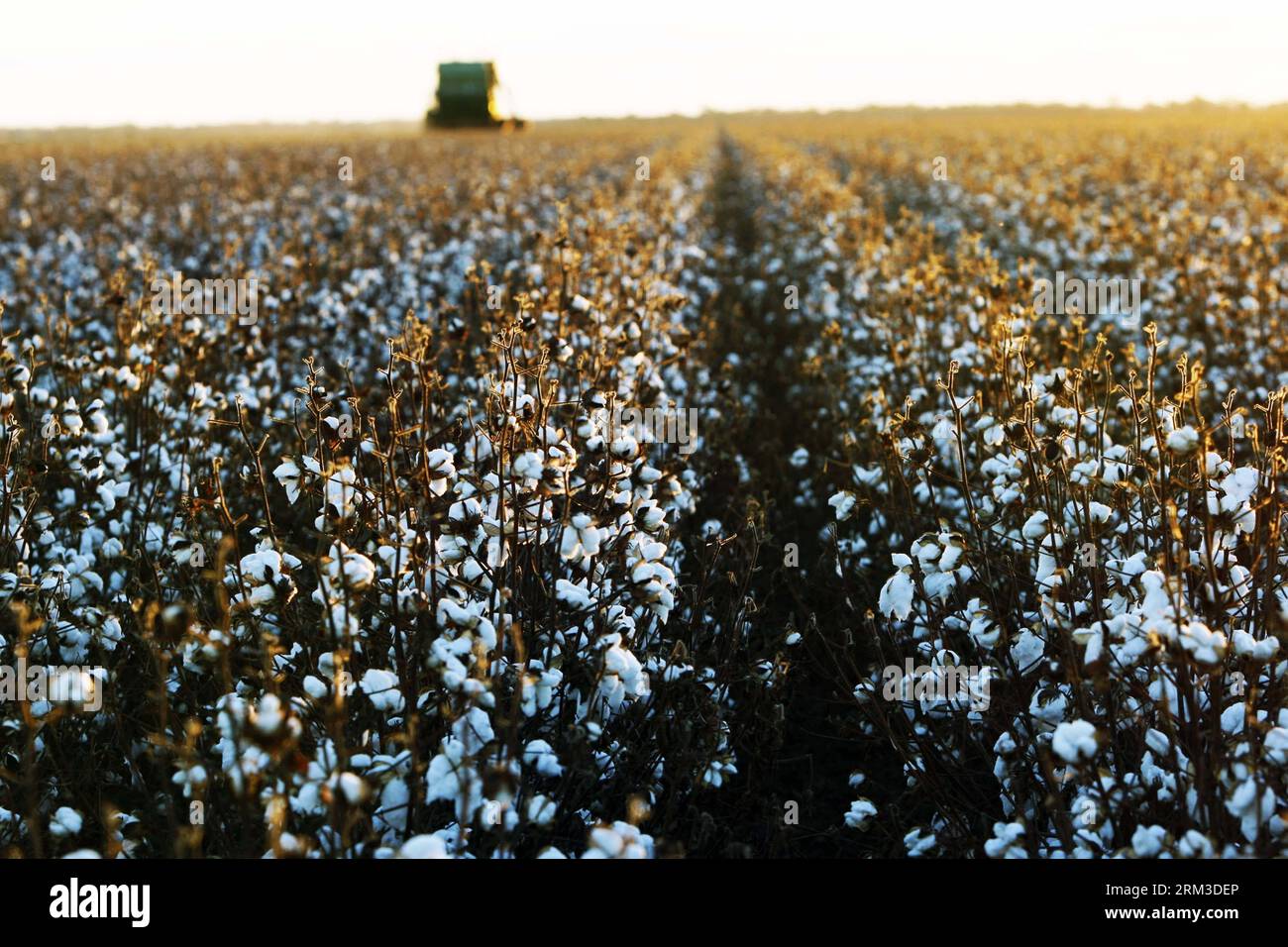 Bildnummer: 60154768  Datum: 17.07.2013  Copyright: imago/Xinhua SYDNEY, July 17 2013 - A worker drives a cotton-harvesting machine at UNIBALE, a subsidiary of Chinatex Corporation, in Moree, New South Wales, Australia, on July 17, 2013. Chinatex Corporation purchased the cotton base to plant cotton in Moree in early 1990s. The base, covering an area of 5,200 hectares, owns the anual productivity of more than 2,700,000 kg unginned cotton and provides mainly for Chinatex Corporation and partly for international market. (Xinhua/Jin Linpeng) (lr) AUSTRALIA-NEW SOUTH WALES-MOREE-CHINATEX CORP-COTT Stock Photo