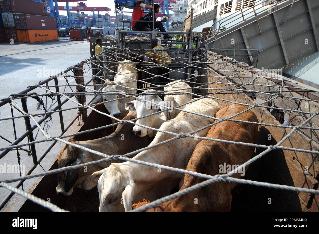 Bildnummer: 60240486  Datum: 29.07.2013  Copyright: imago/Xinhua (130729) -- JAKARTA, July 29, 2013 (Xinhua) -- Cattle imported from Australia are seen at the Tanjung Priok Port in Jakarta, Indonesia, July 29, 2013. More than 7,000 head of cattle imported from Australia were unloaded on Monday. Indonesian government plan to increase imports of cattle ready for slaughter to bring down prices of beef in Indonesia. (Xinhua/Veri Sanovri) (djj) INDONESIA-JAKARTA-CATTLE-IMPORT PUBLICATIONxNOTxINxCHN Wirtschaft Viehzucht Viehtransport Rinder Tier Rinderzucht x0x xdd premiumd 2013 quer      60240486 D Stock Photo