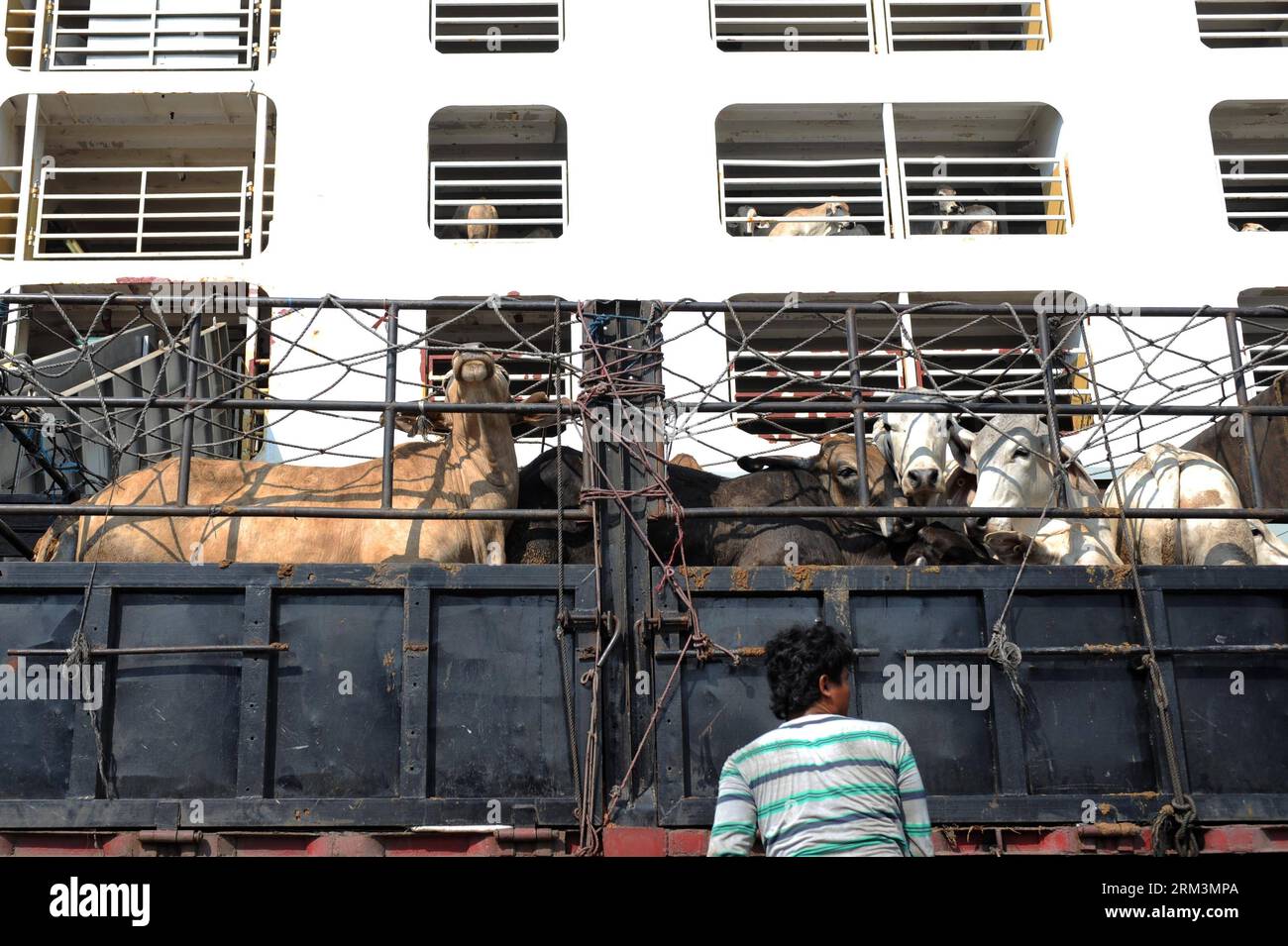 Bildnummer: 60240483  Datum: 29.07.2013  Copyright: imago/Xinhua (130729) -- JAKARTA, July 29, 2013 (Xinhua) -- Cattle imported from Australia are seen unloaded at the Tanjung Priok Port in Jakarta, Indonesia, July 29, 2013. More than 7,000 head of cattle imported from Australia were unloaded on Monday. Indonesian government plan to increase imports of cattle ready for slaughter to bring down prices of beef in Indonesia. (Xinhua/Veri Sanovri) (djj) INDONESIA-JAKARTA-CATTLE-IMPORT PUBLICATIONxNOTxINxCHN Wirtschaft Viehzucht Viehtransport Rinder Tier Rinderzucht x0x xdd premiumd 2013 quer      6 Stock Photo