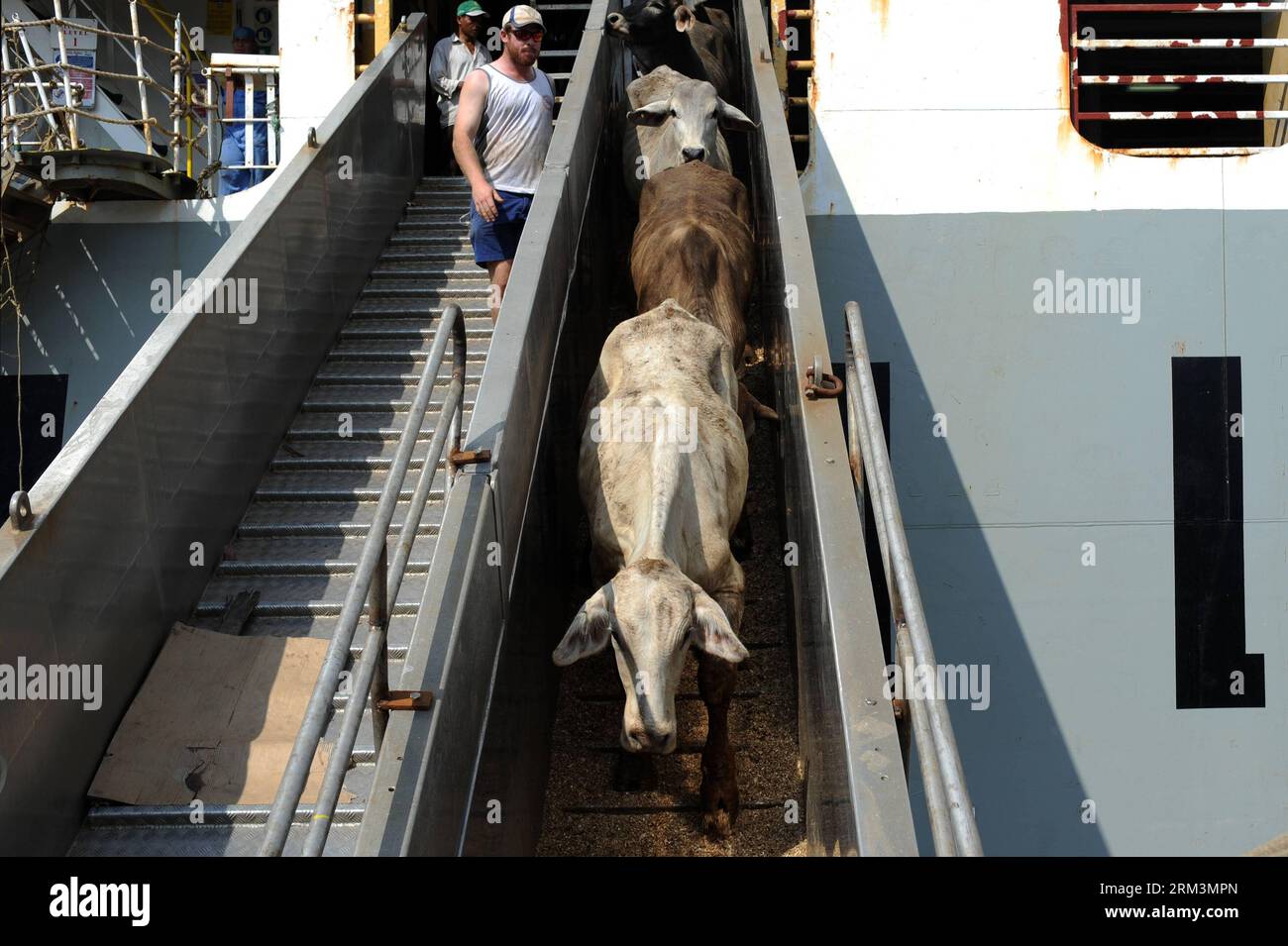 Bildnummer: 60240484  Datum: 29.07.2013  Copyright: imago/Xinhua (130729) -- JAKARTA, July 29, 2013 (Xinhua) -- Workers unload cattle imported from Australia from ship to trucks at the Tanjung Priok Port in Jakarta, Indonesia, July 29, 2013. More than 7,000 head of cattle imported from Australia were unloaded on Monday. Indonesian government plan to increase imports of cattle ready for slaughter to bring down prices of beef in Indonesia. (Xinhua/Veri Sanovri) (djj) INDONESIA-JAKARTA-CATTLE-IMPORT PUBLICATIONxNOTxINxCHN Wirtschaft Viehzucht Viehtransport Rinder Tier Rinderzucht x0x xdd premiumd Stock Photo