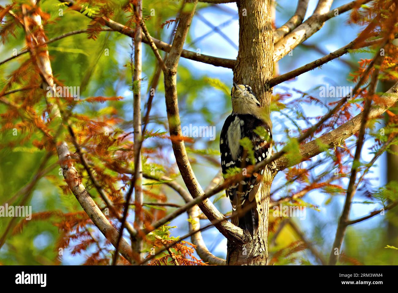 Downy Woodpecker Stock Photo