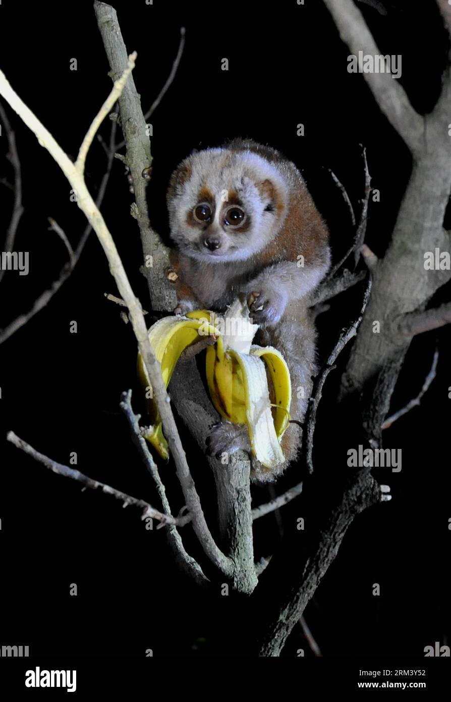 Bildnummer: 60344384 Datum: 09.08.2013 Copyright: imago/Xinhua A red slender  loris eats a banana at the Yunnan Wild Animals Park in Kunming, capital of  southwest China s Yunnan Province, Aug. 9, 2013. An