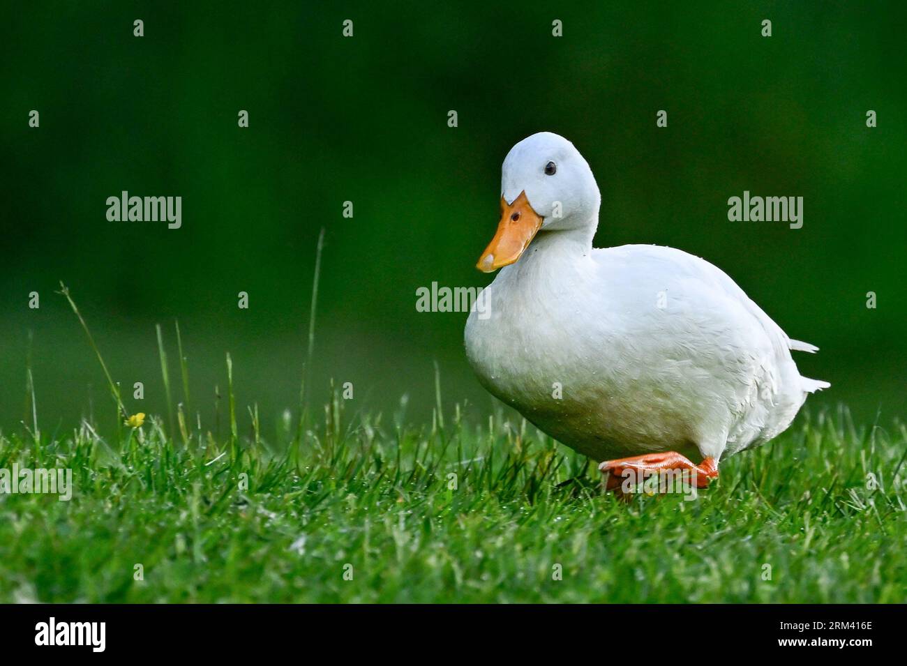 An Amusing Photo Of A White Duck With A Waddling Gait On Land Stock