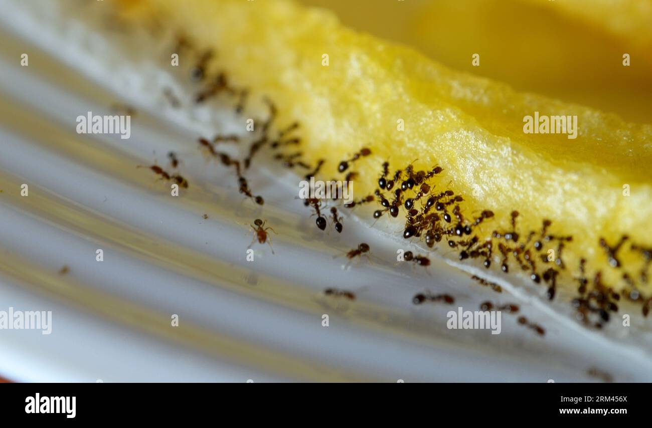 Large numbers  from ant colony picking up and transferring food of French fries from a white plate to their colony stores for survival, ants are eusoc Stock Photo