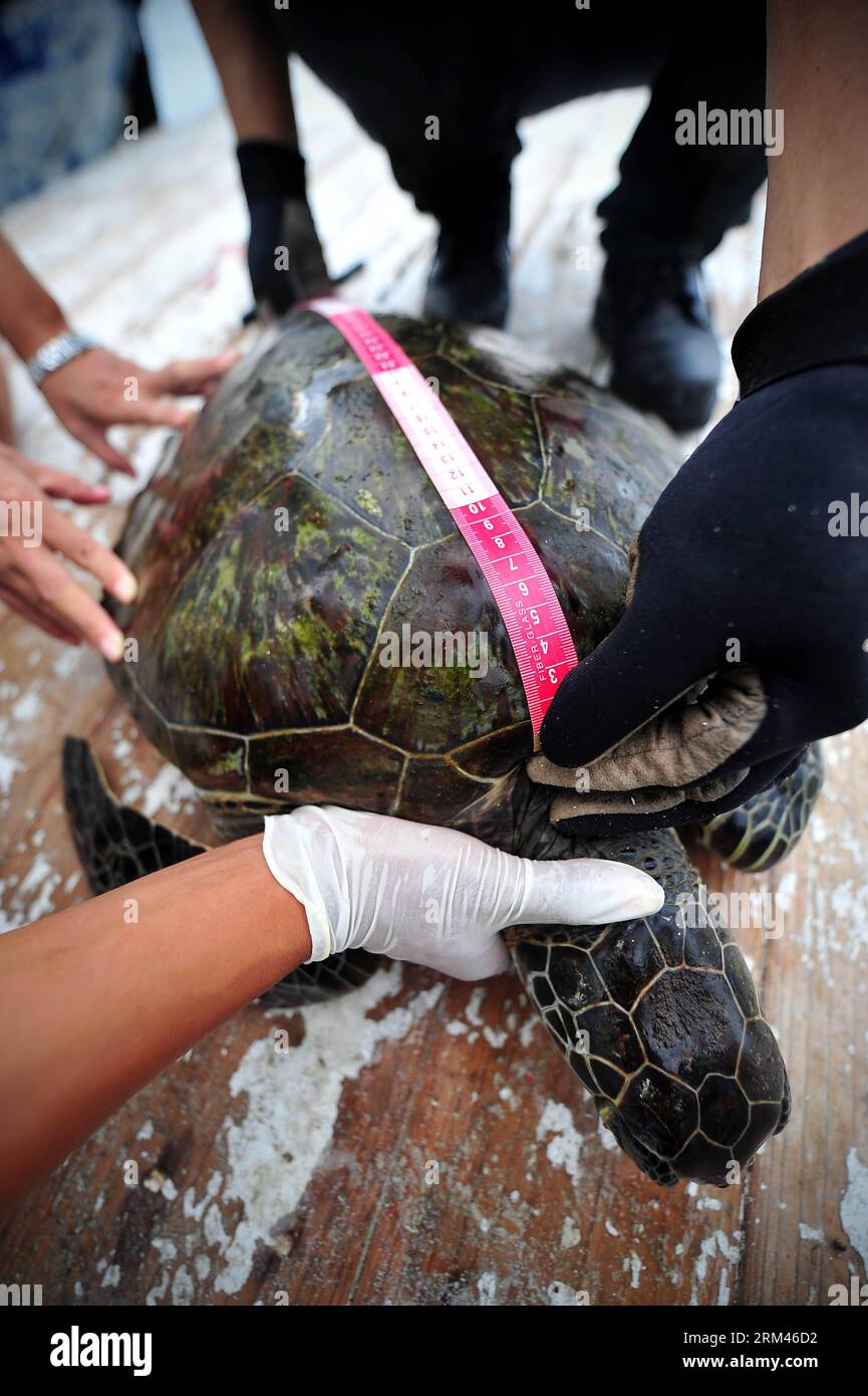 Bildnummer: 60385300  Datum: 21.08.2013  Copyright: imago/Xinhua HAIKOU, Aug. 21, 2013 - Members of the Sea Turtles 911 measure a sea turtle in Lingshui, south China s Hainan Province, Aug. 21, 2013. Sea Turtles 911 is an international non-profit organization dedicated to sea turtle conservation, and it focuses on the coastal regions of Hainan, home to the critically endangered Hawksbill Sea Turtle and the endangered Green Sea Turtle. (Xinhua/Guo Cheng) (hdt) CHINA-HAINAN-SEA TURTLE-RESCUE(CN) PUBLICATIONxNOTxINxCHN Schildkröte Meeresschildkröte Tierschutz Tierschützer xns x0x 2013 hoch     60 Stock Photo