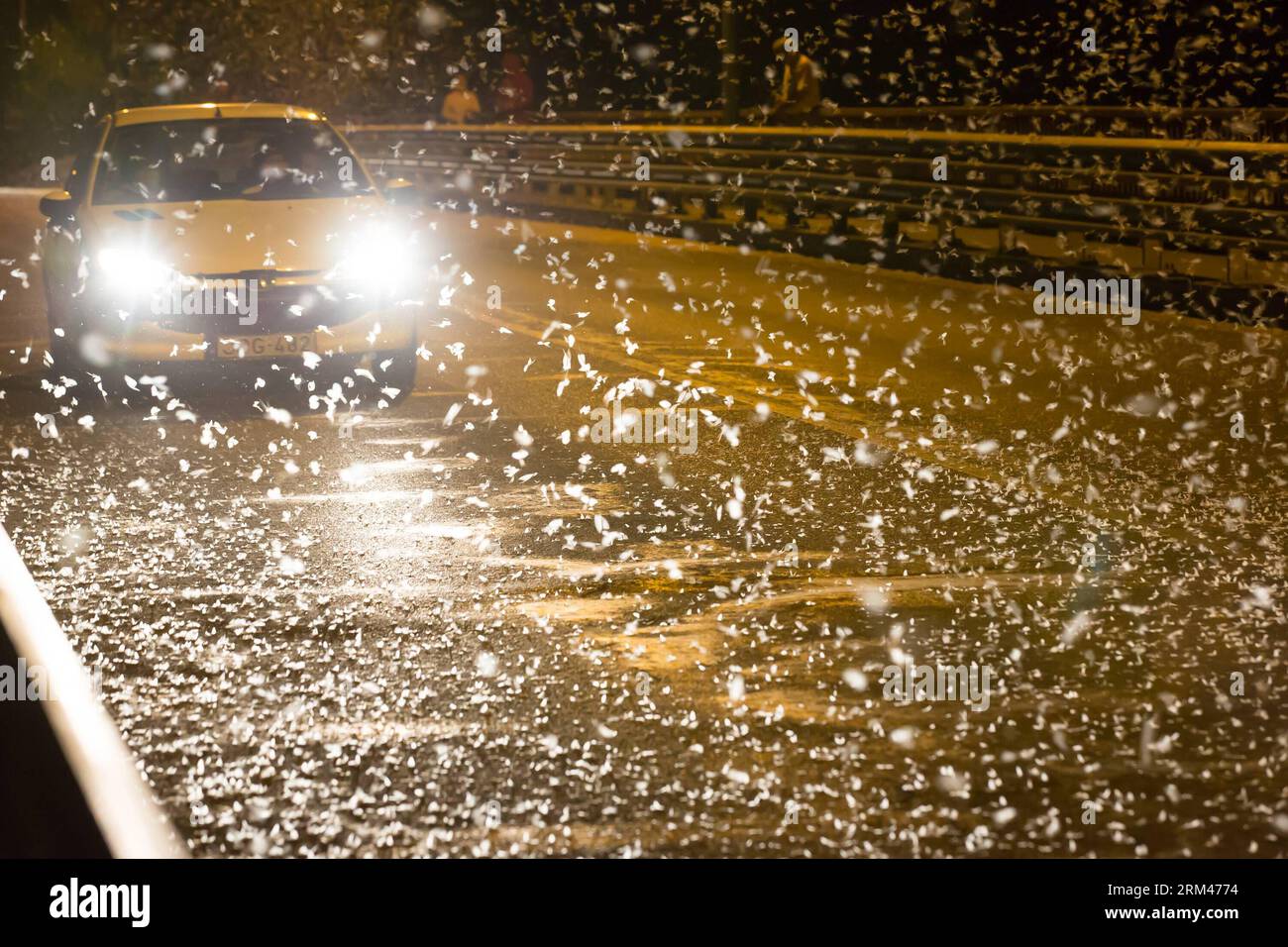 Bildnummer: 60389158  Datum: 24.08.2013  Copyright: imago/Xinhua TAHITOTFALU(HUNGARY), Aug. 24, 2013 (Xinhua) -- A car crossing a bridge illuminates the swarming mayflies along River Danube in Tahitotfalu, some 30 km north from Budapest, Hungary, on Aug. 24, 2013. The improvement of the water quality helped the mayfly species return to River Danube in recent years after four decades of absence. Unlike the more commonly known long-tailed mayfly species on River Tisza, these insects swarm on River Danube at night. (Xinhua/Attila Volgyi) HUNGARY-NIGHT-MAYFLY SWARMING PUBLICATIONxNOTxINxCHN Gesell Stock Photo