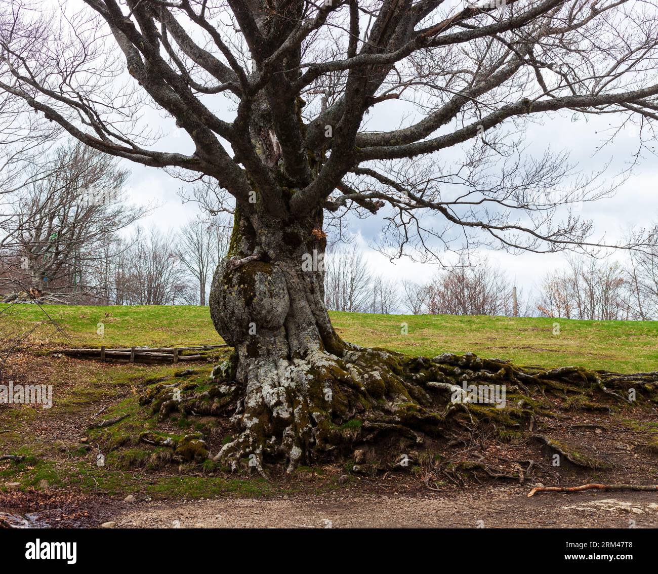 Big tree of the Calamone lake. National park of Appennino Tosco-Emiliano Stock Photo