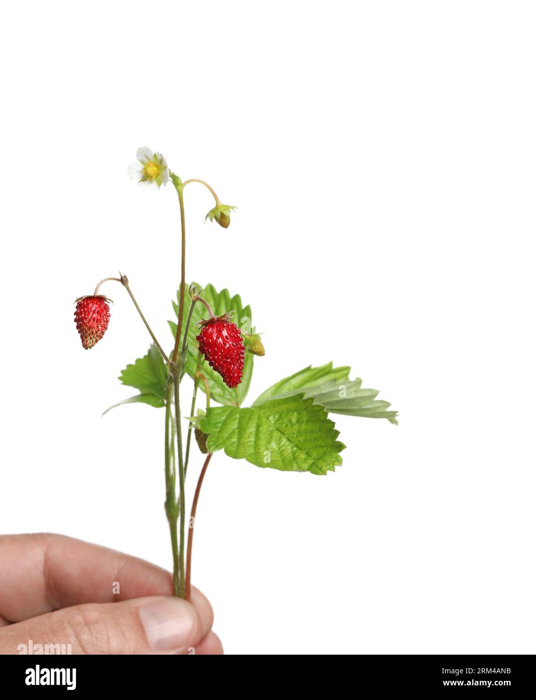 Stems of wild strawberry with berries, green leaves and flower isolated ...