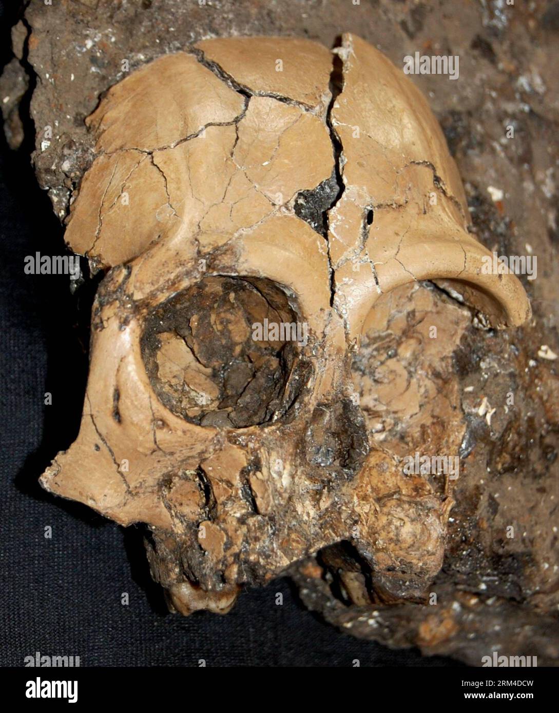 Bildnummer: 60438201  Datum: 05.09.2013  Copyright: imago/Xinhua (130905) -- KUNMING, Sept. 5, 2013 (Xinhua) -- File photo taken on Nov.30, 2011 shows the fossil skull discovered in Zhaotong, southwest China s Yunnan Province. A six-million-year-old fossilized cranium of a juvenile ape has been unearthed in Zhaotong, a rare find paleontologists hope may help unravel the mystery of human origins. The remains is only the second recovered cranium belonging to a juvenile ape inhabiting Eurasia in the Miocene that dates back to 23 to 5 million years ago, Ji Xueping, a researcher who led the study, Stock Photo