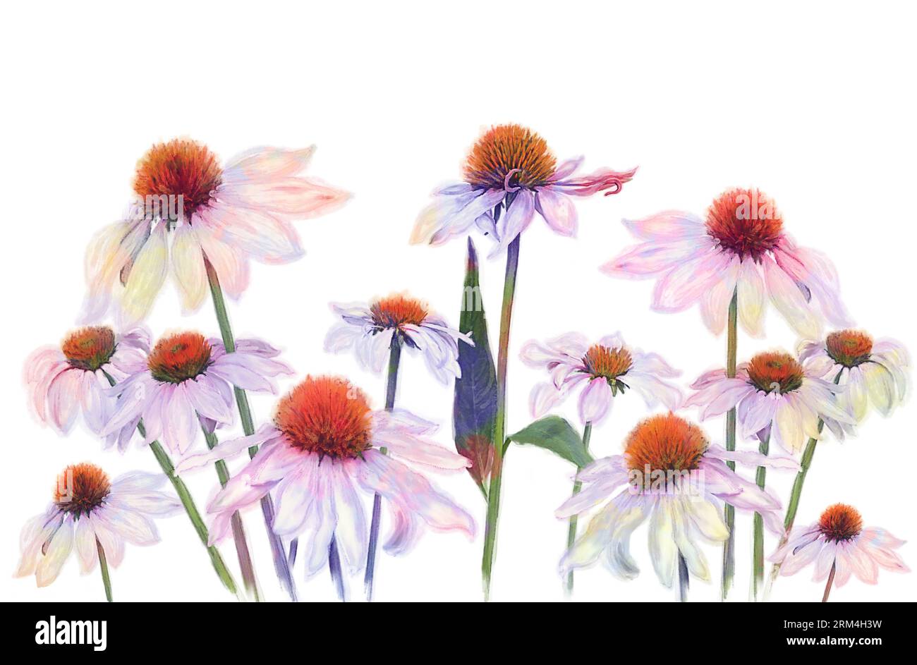 Digital Watercolor Painting of Pink Daisy Flowers isolated on White ...