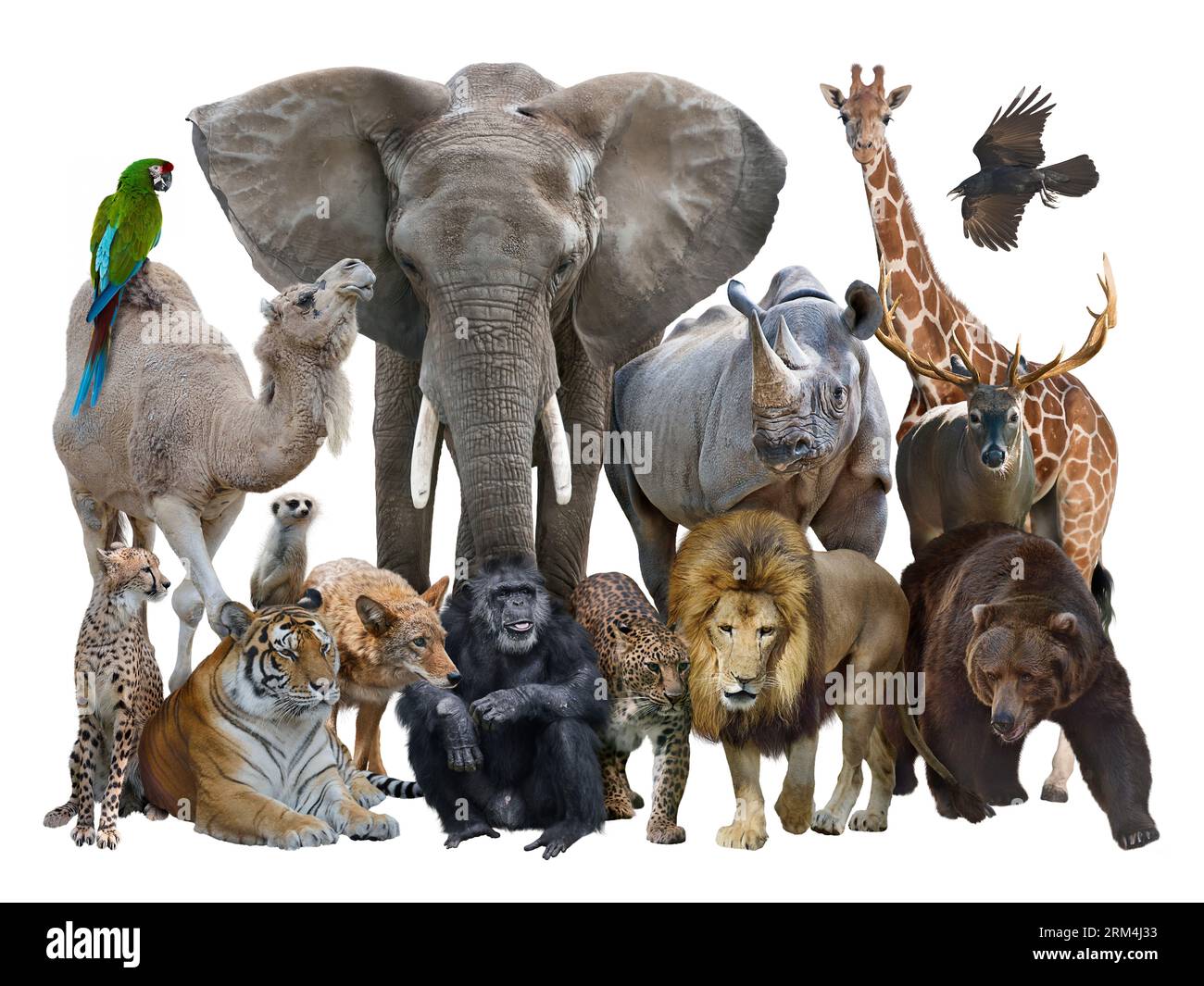 Group of Wild Animals isolated on white background Stock Photo - Alamy