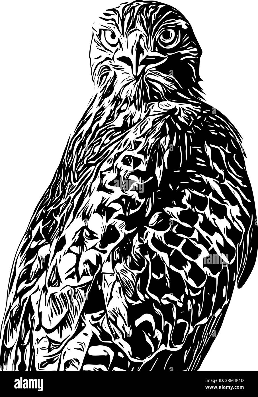 Realistic sketch of an immature red-tailed hawk staring at you Stock Vector