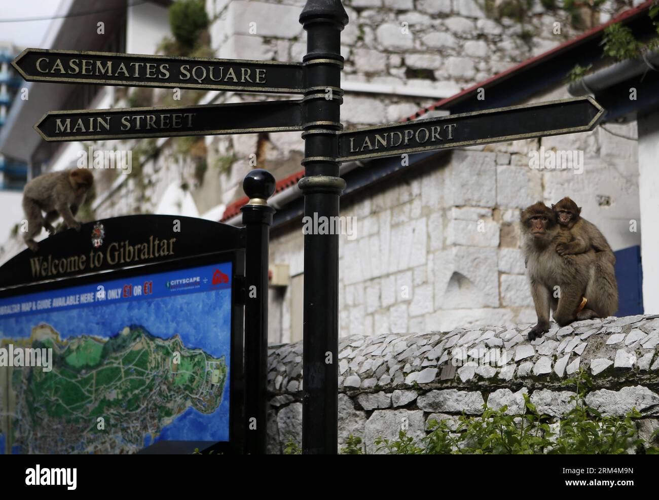 (130916) -- GIBRALTAR, Sep. 16, 2013 (Xinhua) -- Photo taken on Jan. 26, 2013 shows the Rock Apes (Barbary Macaque, Macaca sylvanus) in Gibraltar. Located on the southern end of the Iberian Peninsula at the entrance of the Mediterranean, Gibraltar has an area of 6.7 square kilometers and a northern border with Spain. Spain ceded sovereignty of Gibraltar to Britain in 1713, but has persistently sought to regain the tiny southern territory. The latest dispute came after Gibraltar authorities dropped 70 blocks of concrete in the Bay of Algeciras with the aim of creating an artificial reef, which Stock Photo