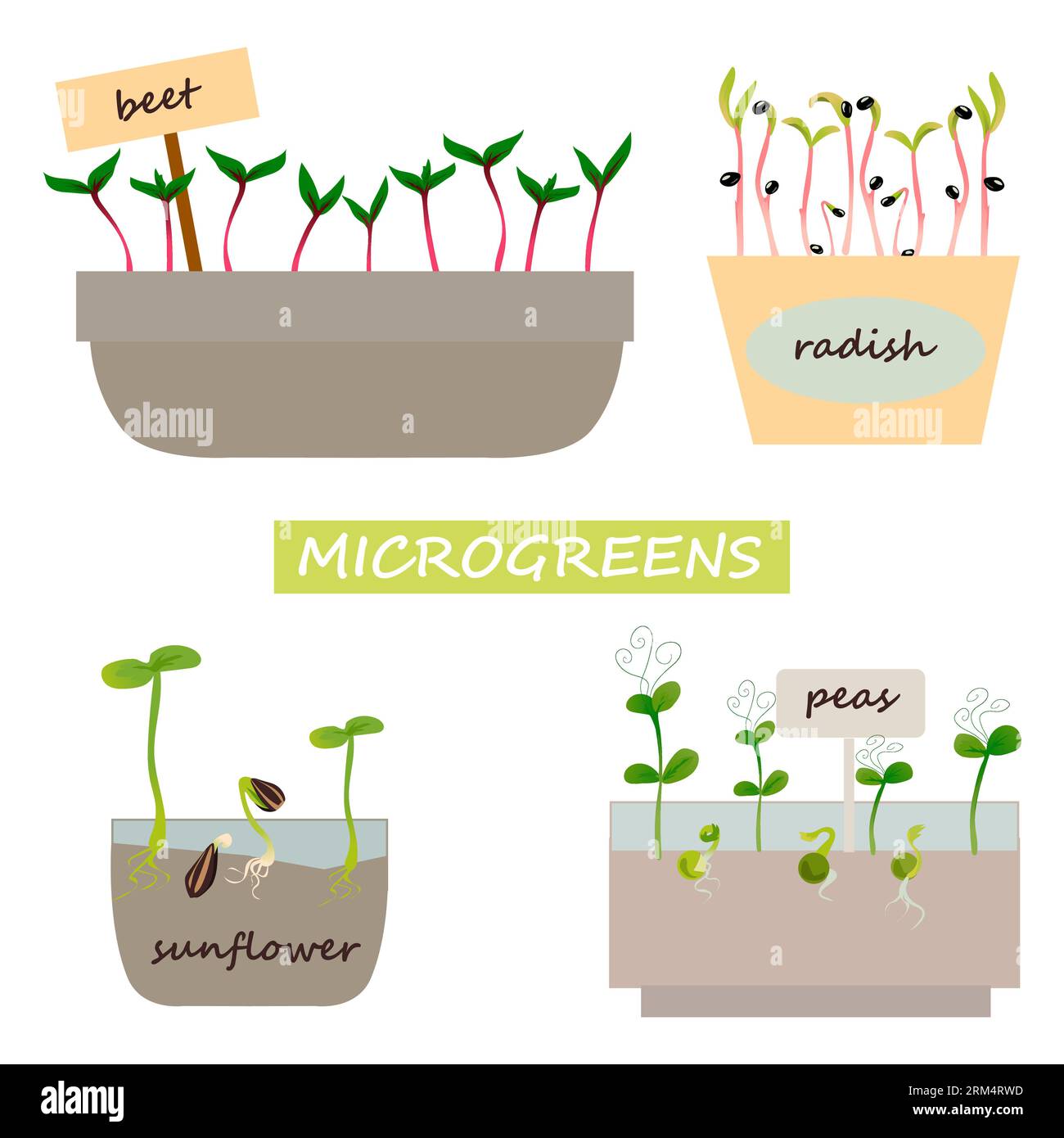Green sprouts. Microgreen growing seed, beet, radish, sunflower and ...