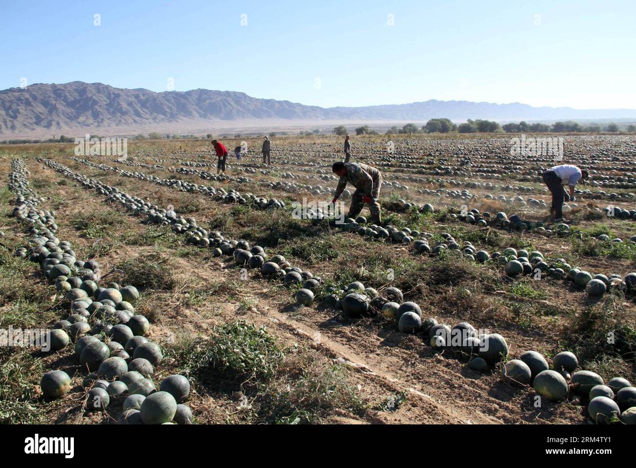 Bildnummer: 60516884  Datum: 23.09.2013  Copyright: imago/Xinhua (130923) -- Altay, Sept. 23, 2013 (Xinhua) -- Farmers harvest melons in the field in Altay, northwest China s Xinjiang Uygur Autonomous Region, Sept. 23, 2013. Vast parts of Xinjiang have entered the harvest season. (Xinhua/Yerjan) (mt) CHINA-XINJIANG-HARVEST (CN) PUBLICATIONxNOTxINxCHN Landwirtschaft Anbau Feld Melonen Melonenanbau x0x xrj 2013 quer      60516884 Date 23 09 2013 Copyright Imago XINHUA  Altay Sept 23 2013 XINHUA Farmers Harvest melons in The Field in Altay Northwest China S Xinjiang Uygur Autonomous Region Sept 2 Stock Photo