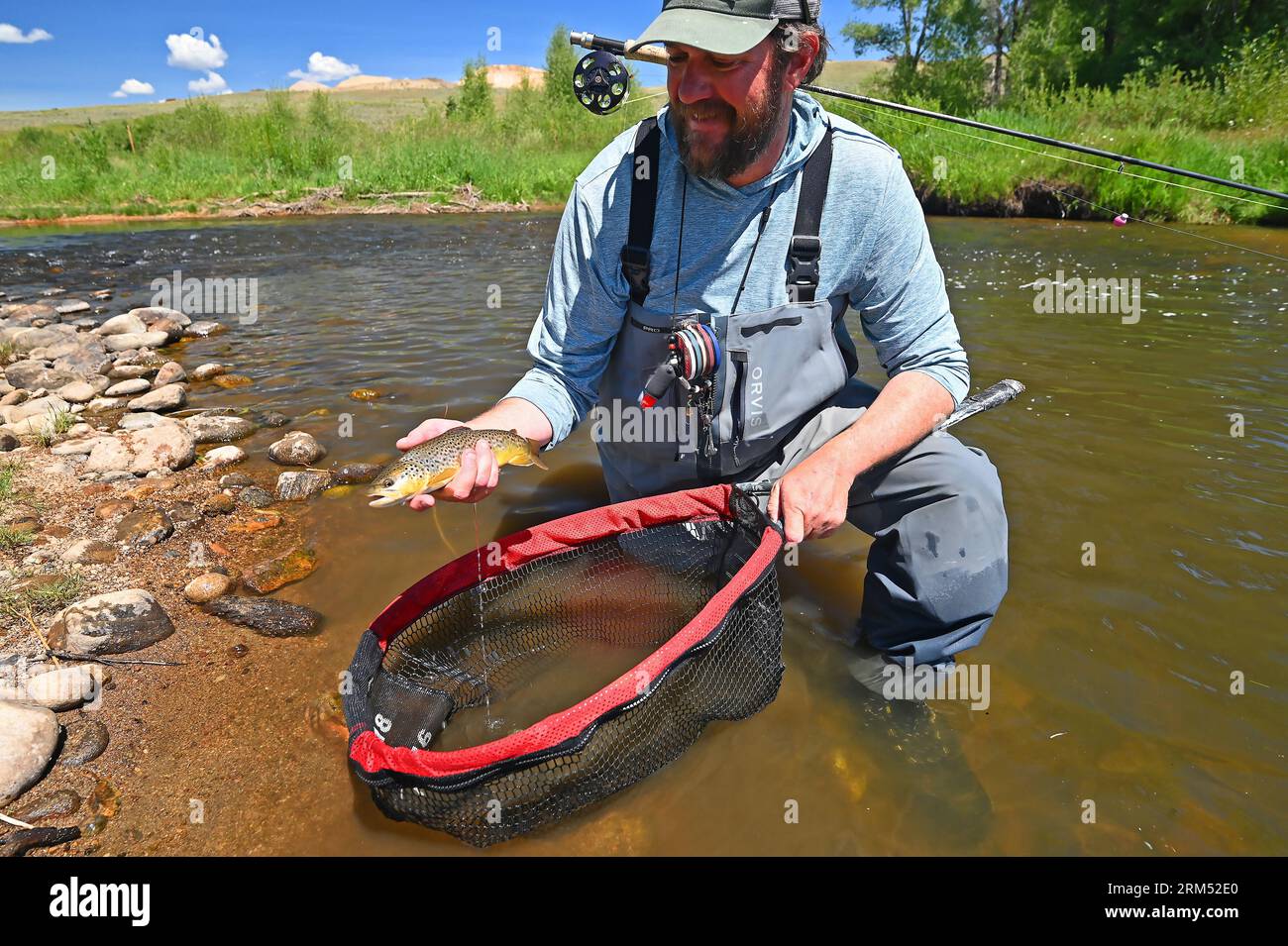 A guide lifts a large brown trout caught and released from the Fraser