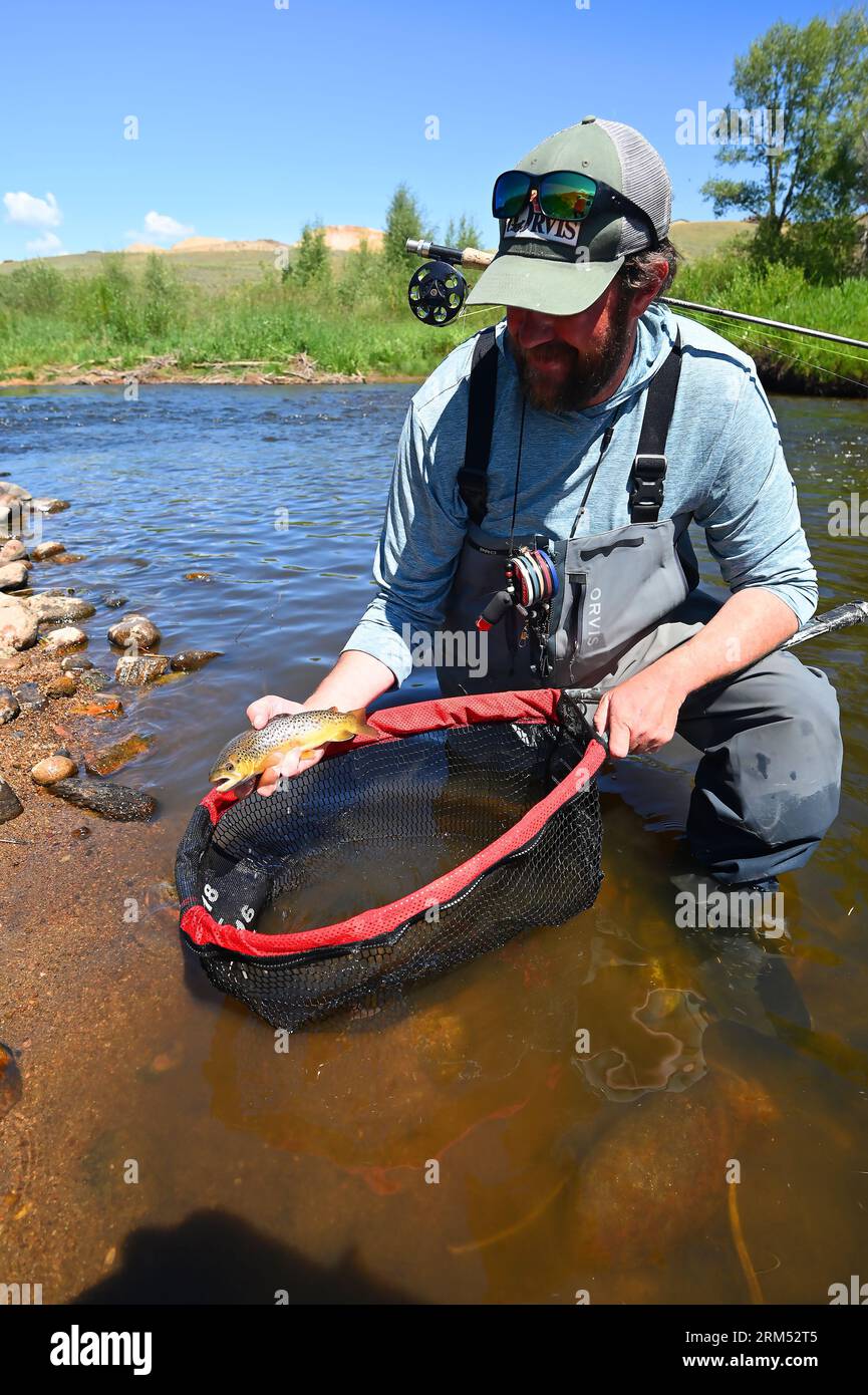 A guide lifts a large brown trout caught and released from the Fraser